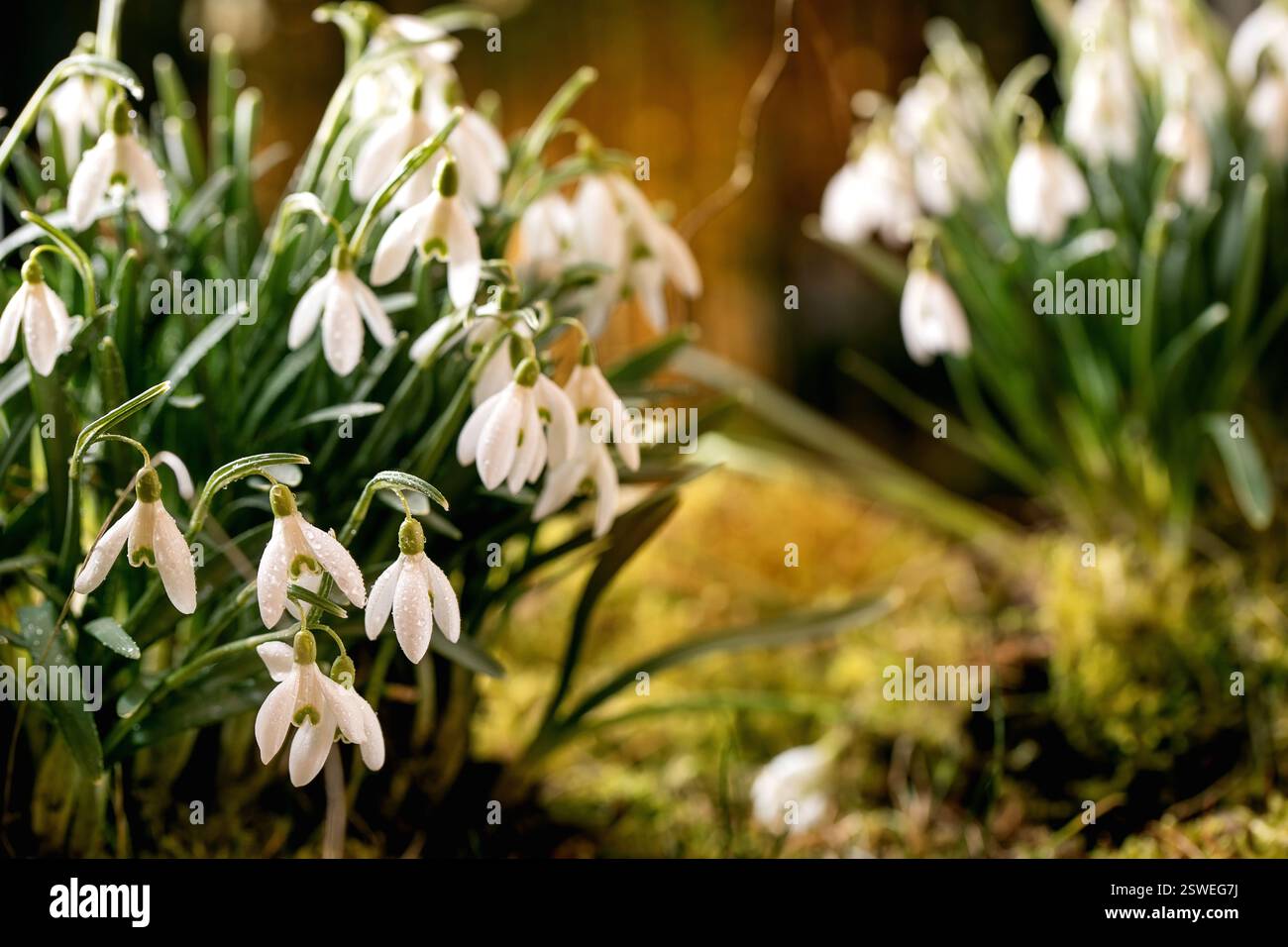 Bellissimi fiori primaverili in fiore, nevi nella foresta Foto Stock