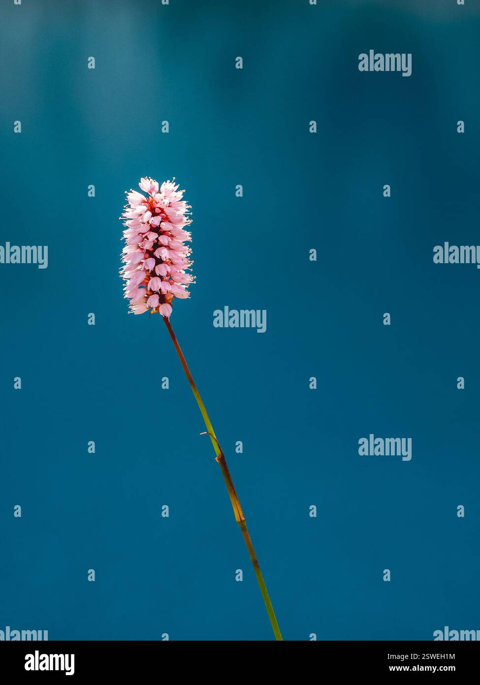 Bistorta officinalis. Altri nomi comuni - serpente, radice di serpente, alghe di serpente da vicino sullo sfondo blu dell'acqua. Foto Stock