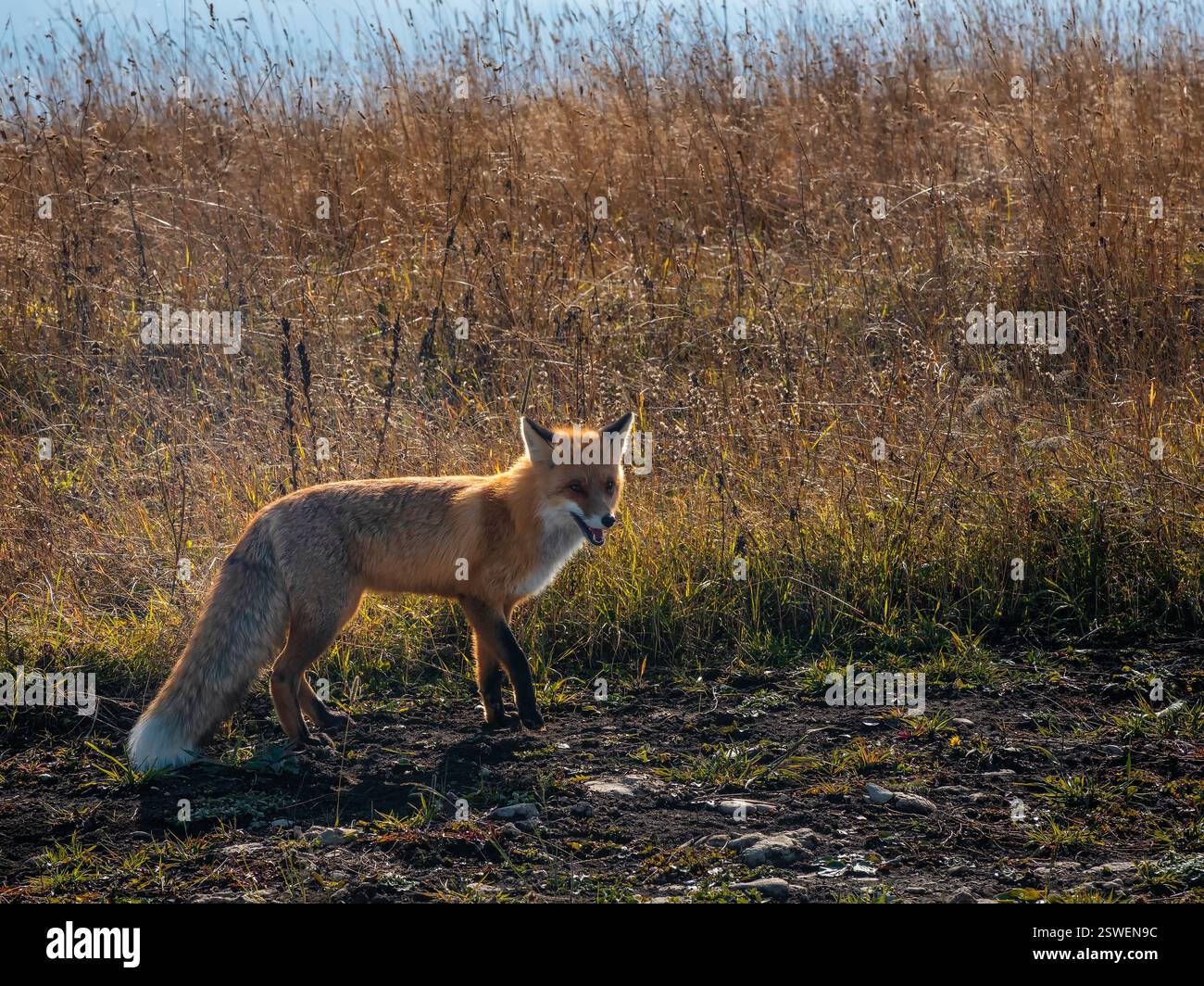 Soffice volpe rossa sul sentiero in un campo rurale. Una volpe selvaggia guarda nella fotocamera. Foto Stock