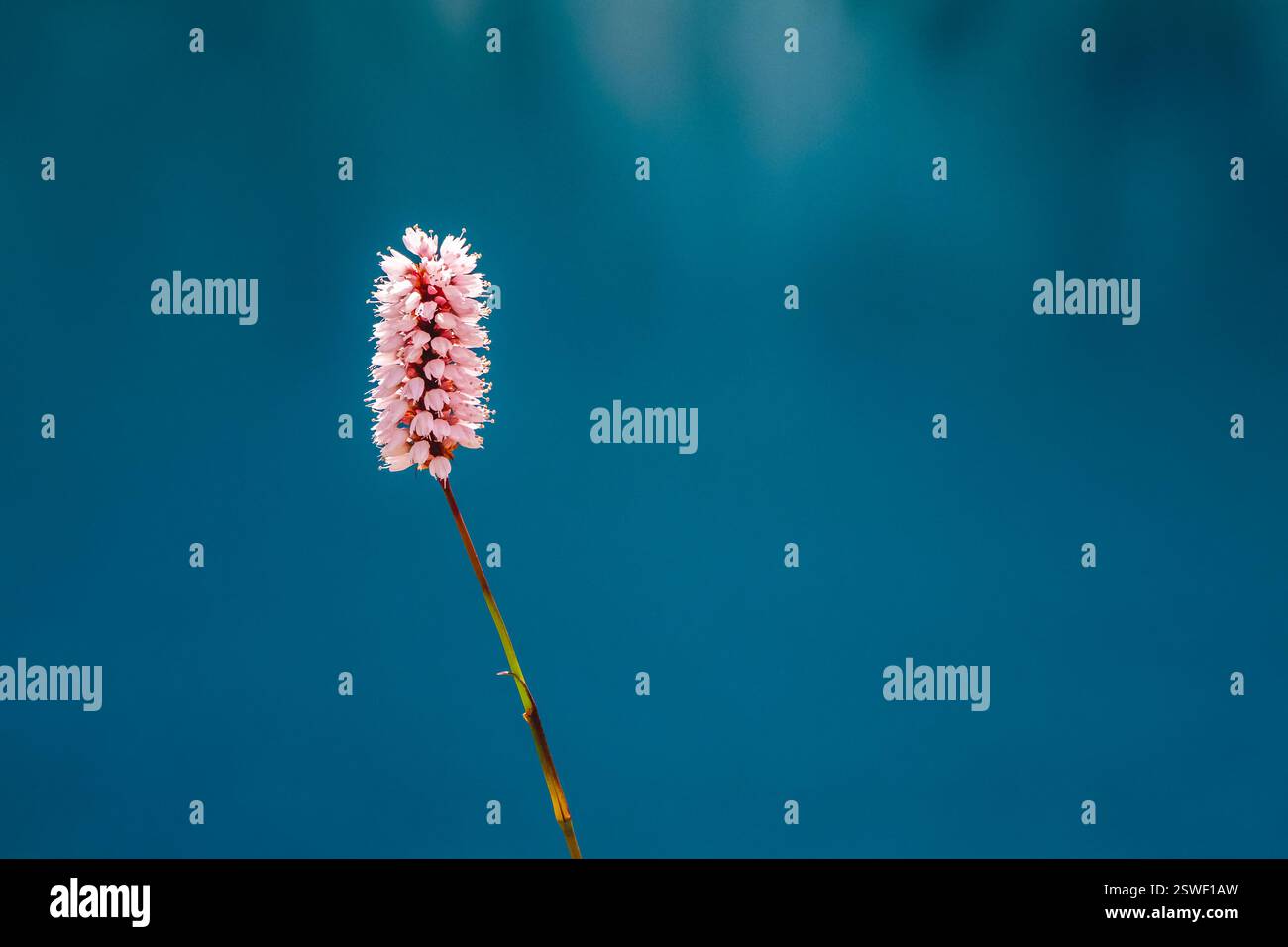 Bistorta officinalis. Altri nomi comuni - serpente, radice di serpente, alghe di serpente da vicino sullo sfondo blu dell'acqua. Foto Stock