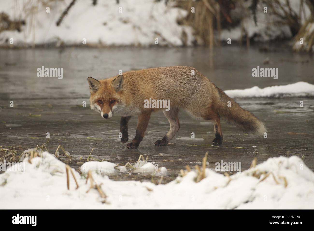 Lince rossa (Vulpes vulpes) sicura sul flusso congelato, Allgaeu, Baviera, Germania, Allgaeu, Baviera, Germania, Europa Foto Stock