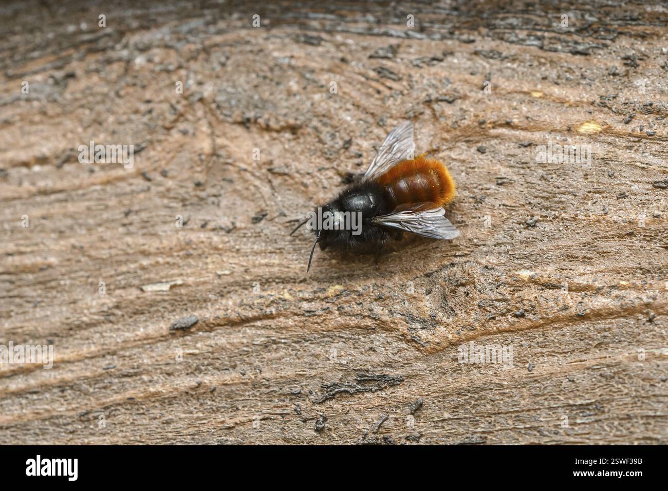 Bee mason con corna (Osmia cornuta), Insect hotel, Oberhausen, regione della Ruhr, Renania settentrionale-Vestfalia, Germania, Europa Foto Stock