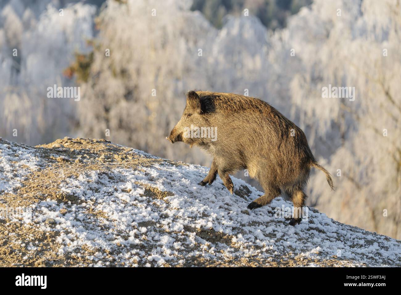 In una giornata di sole, un cinghiale (Sus scrofa) cerca cibo in un campo ghiacciato. Sullo sfondo si può vedere una foresta ricoperta di rana Foto Stock