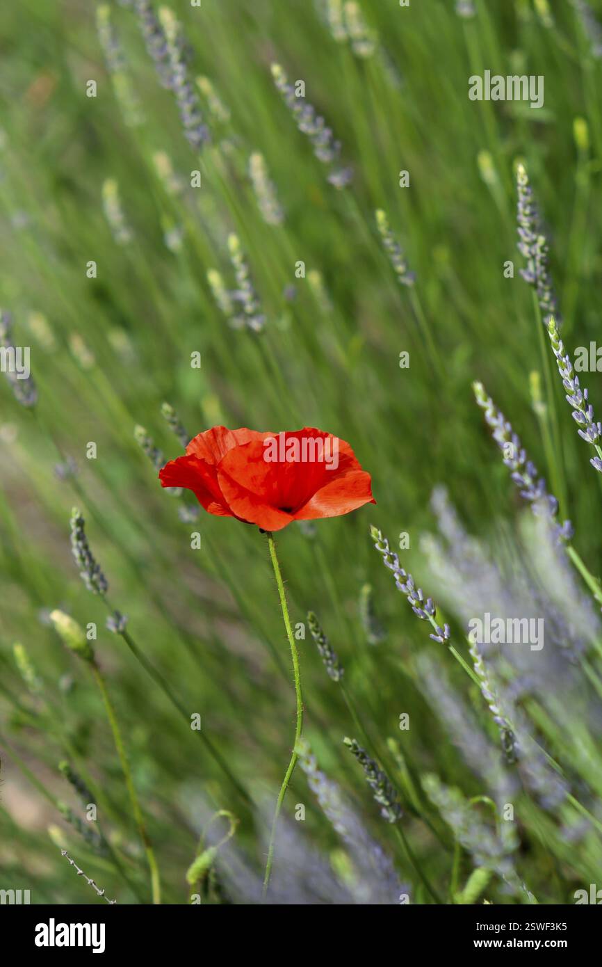 Papavero di mais in un campo di lavanda, Provenza, Francia, Europa Foto Stock