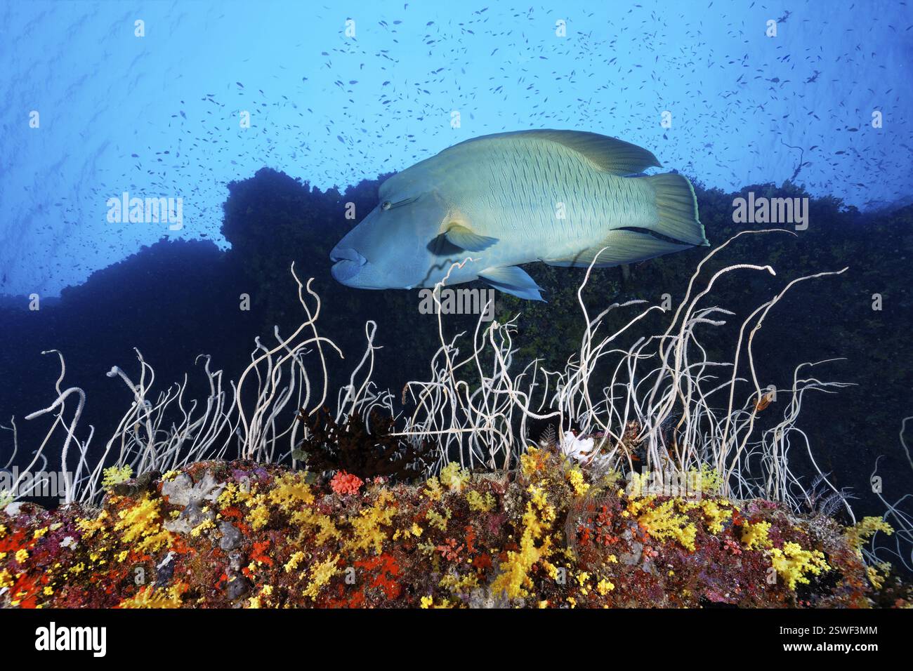 Napoleon wrasse (Cheilinus undulatus), adulto, di fronte alla scogliera corallina dalle pareti ripide, alla frusta corallina o alla fragile frusta marina (Junceella fragilis), grande Barriera Foto Stock