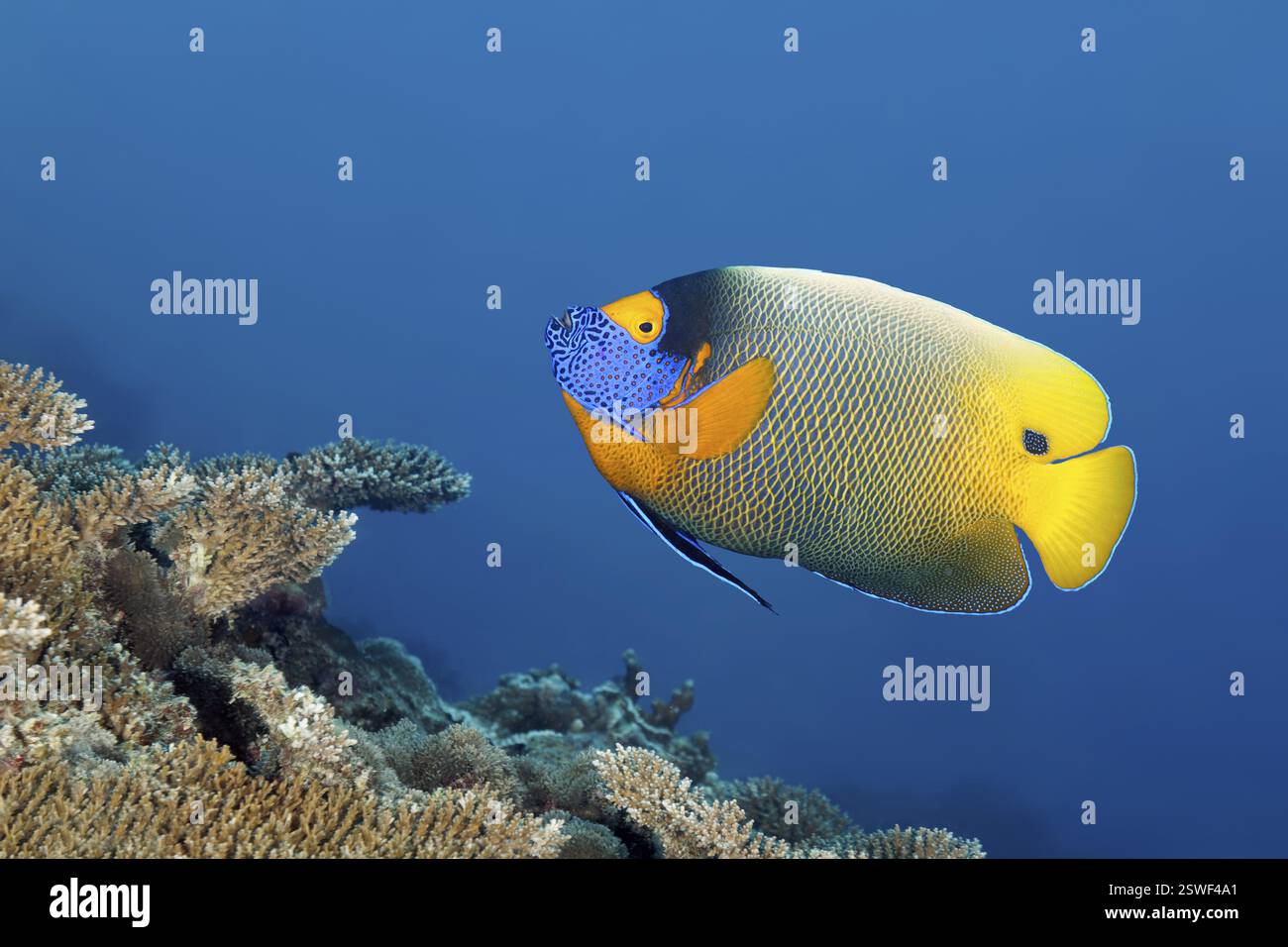 Pesci angelo dalla testa blu (Pomocanthus xanthometopon) che nuotano sulla barriera corallina, la grande Barriera Corallina, sito patrimonio dell'umanità dell'UNESCO, il Mar dei Coralli, il Mar dei Coralli, Paci Foto Stock