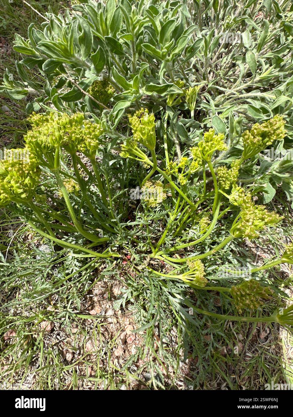 Wildparsleys (Musineon), Plantae, Terry Bison Ranch Resort, Cheyenne, Wyoming, Stati Uniti Foto Stock