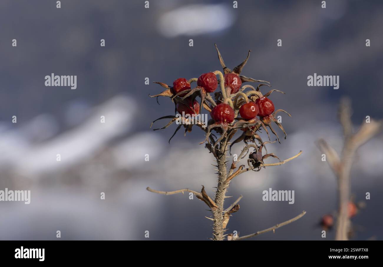 Rosehip, rosa canina, macro, asciutta Foto Stock