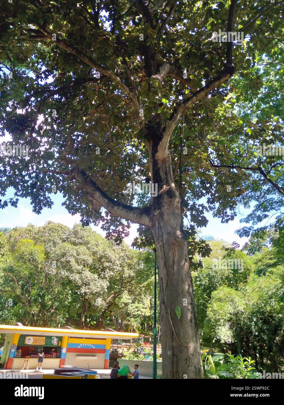 Albero di Panama (Sterculia apetala), Plantae, 26WX+M95, Guanare 3350, Portuguesa, Venezuela, Camoruco o Sterculia apetala pertenece a la familia Malvaceae es perenne y caducifolia.[1] Los troncos son rectos, cilíndricos y tienen raíces grandes contrafuertes en la base. La altura varía de 20 a 40 metros.[1] Las hojas son alternas, palmadas con cinco lóbulos y se agrupan densamente al final de las ramas. Incluyendo el pecíolo, la longitud de la hoja oscila entre 15 y 50 centímetros.[1] Las flores son moradas y amarillas y tienen cinco sépalos, no tienen pétalos; las estructuras que se les asemejan Foto Stock