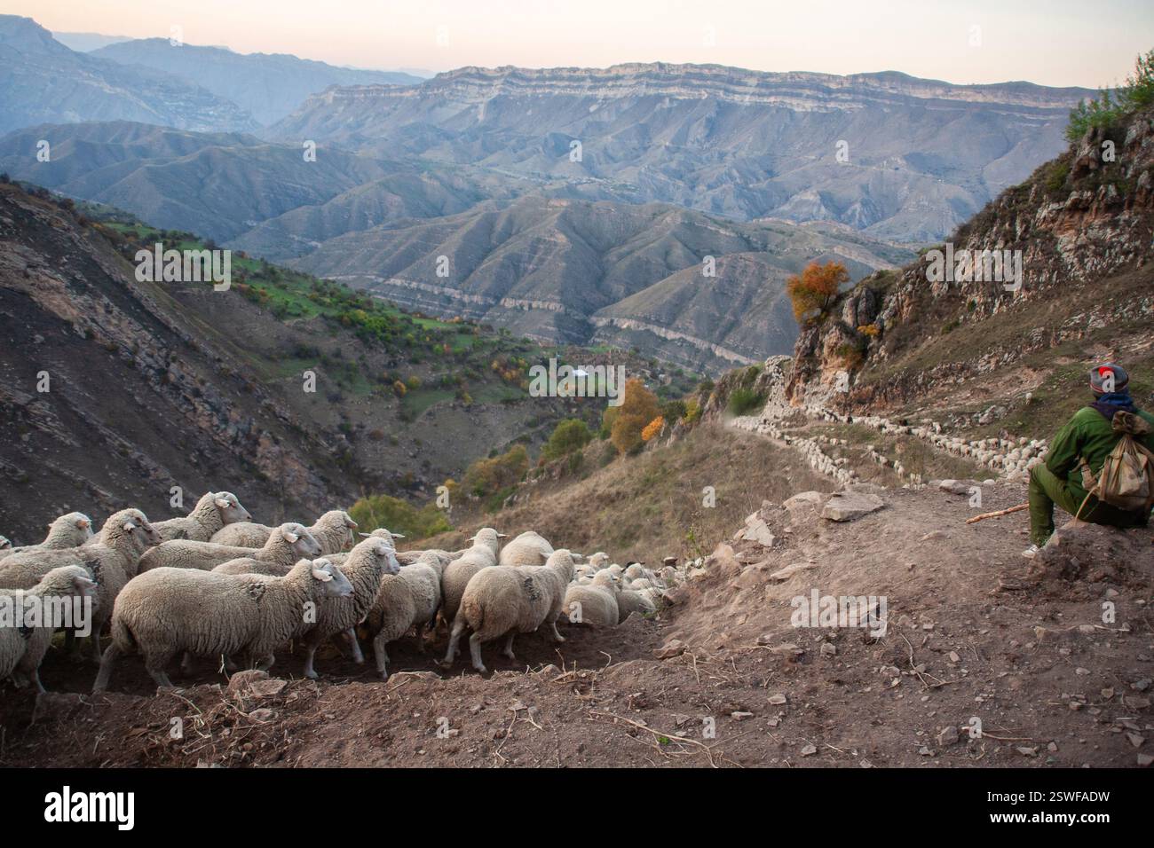 Mandria di pecore. Shepherd è seduto con le spalle alla telecamera. Foto Stock
