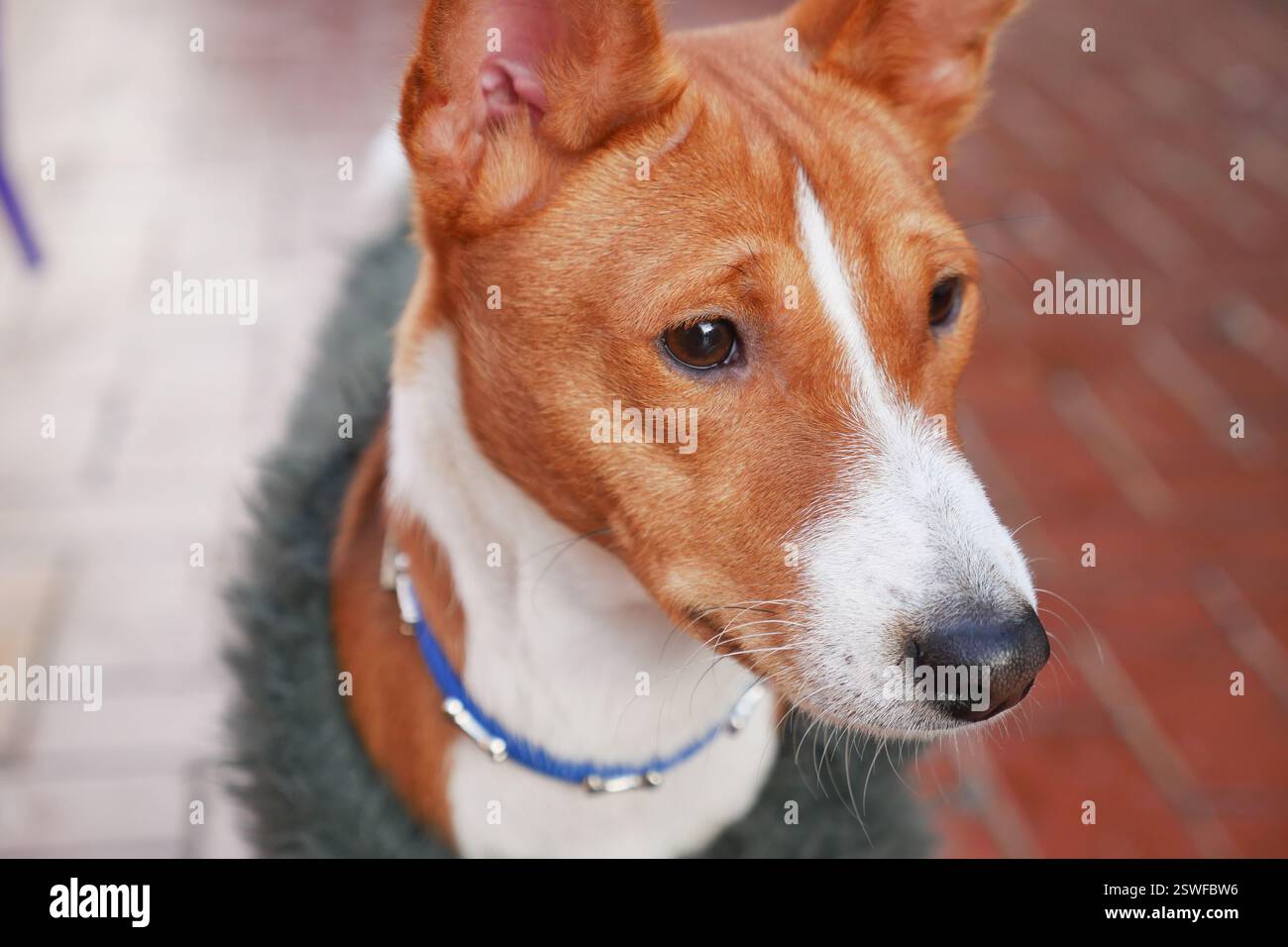 Curioso cane basenji che esplora un sentiero in mattoni in una vivace area urbana Foto Stock