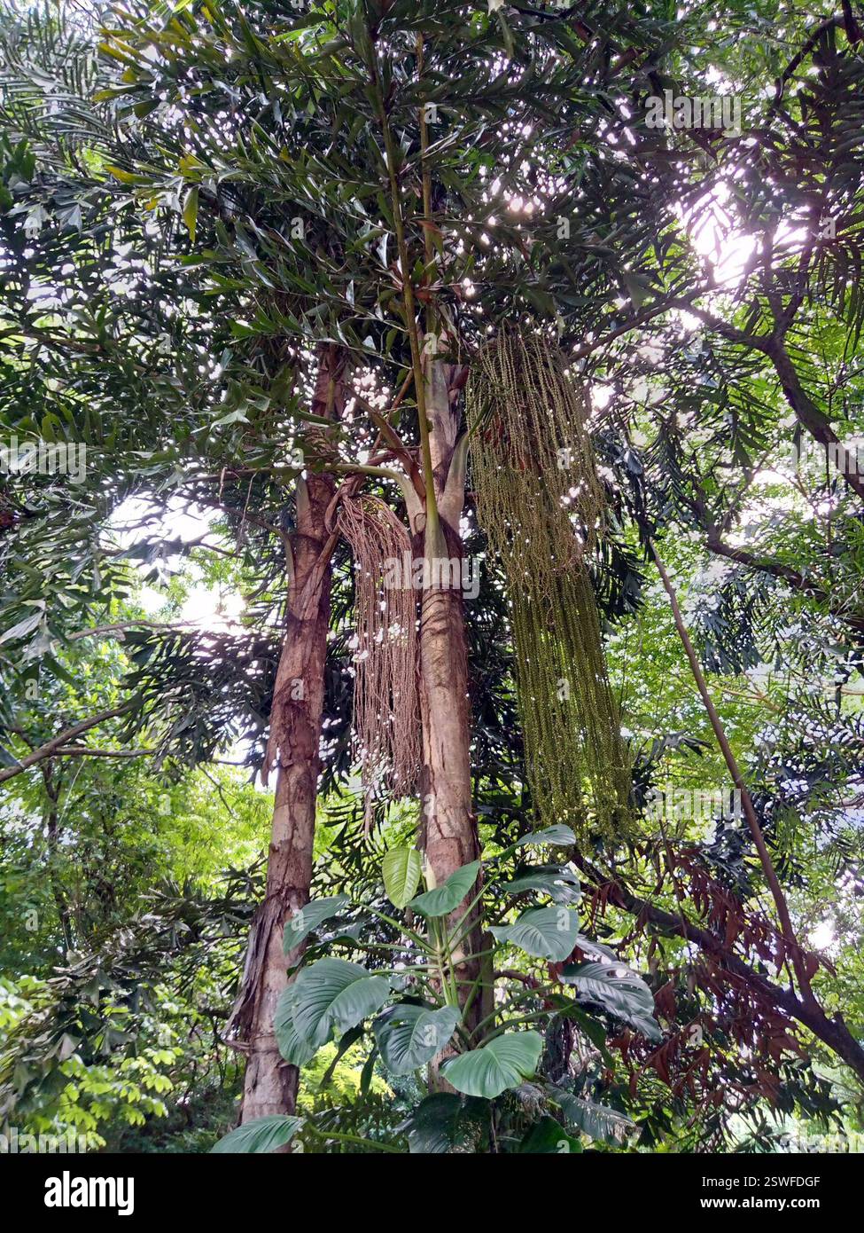 Jaggery Palm (Caryota urens), Plantae, Guanare 3350, Portuguesa, Venezuela, Palma cola de pescado. Familia Araceae Caryota urens llamada vulgarmente cola de pescado por la forma de sus hojas es una palmera con tronco rectilíneo con anillos muy marcados de 15 a 20 m de altura y en torno a 40 cm de diámetro folíolos cuña. Foto Stock