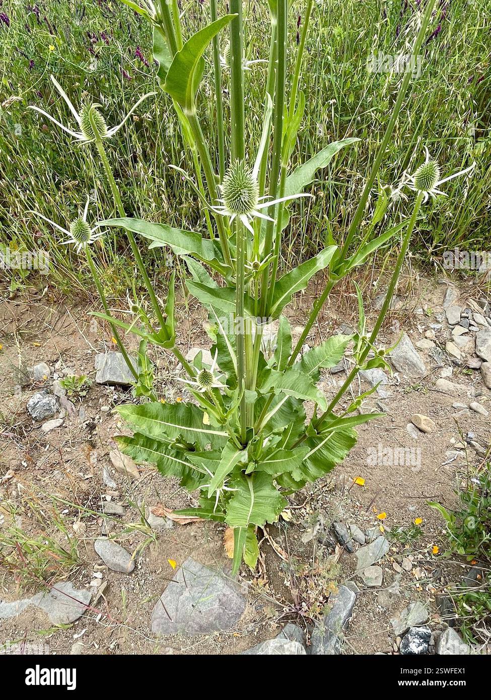 Semi Di Cardo Dei Lanaioli (Dipsacus Sativus) | Pianta Biennale Per Fiori Secchi