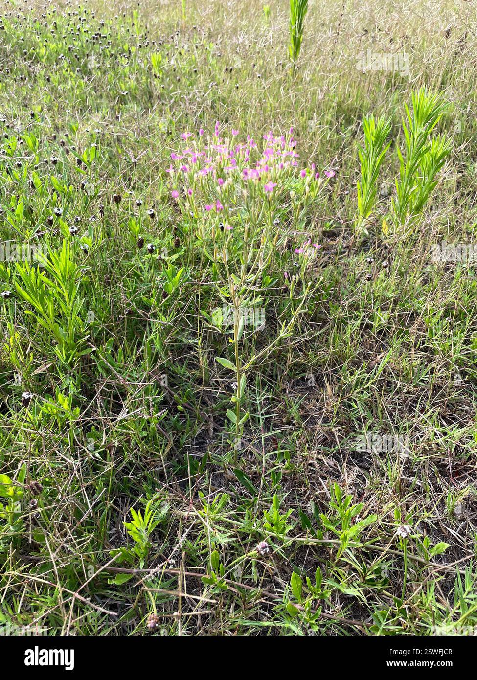 Centaury sottile (Centaurium tenuiflorum), Plantae, Killeen, Texas, Stati Uniti Foto Stock