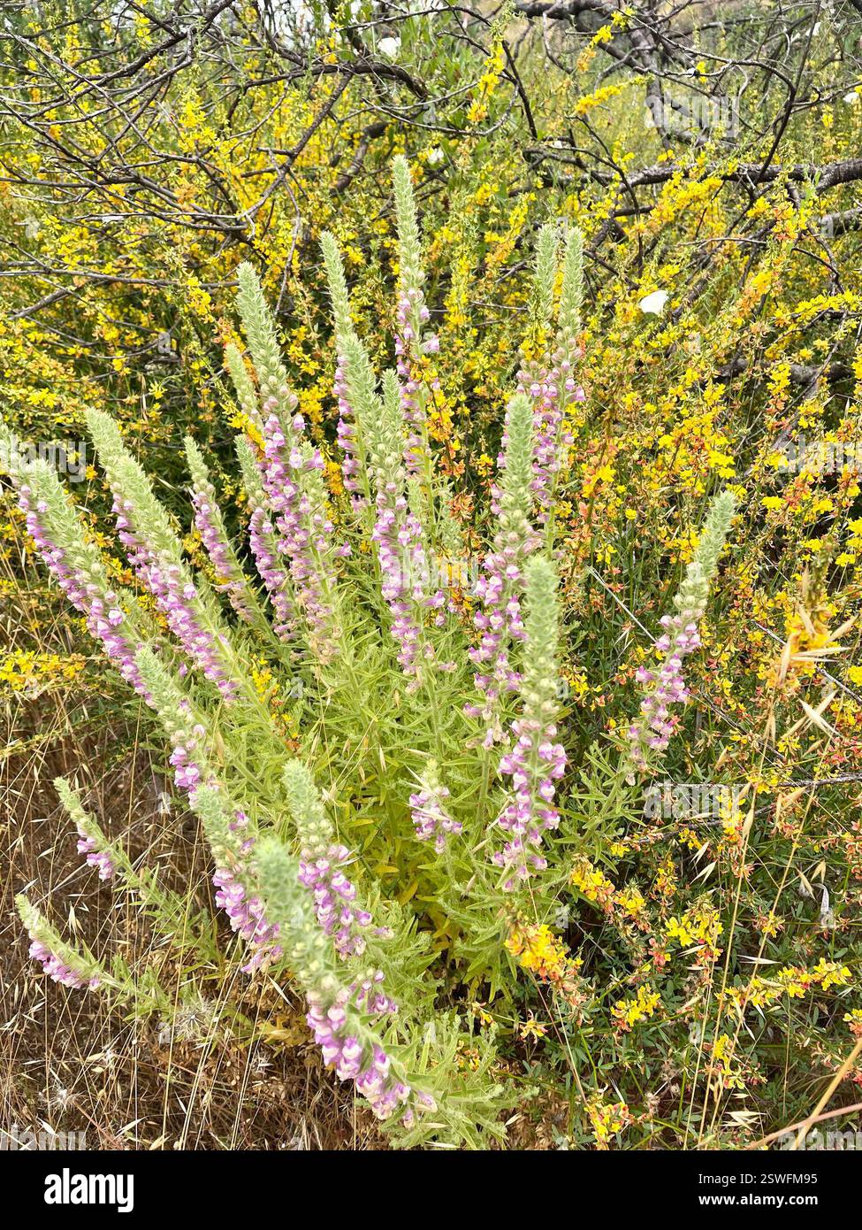 Sierra Snapdragon (Sairocarpus multiflorus), Plantae, Toro County Park, Salinas, CALIFORNIA, NOI, il nativo snapdragon sembra piuttosto magnifico mescolato con il giallo Deerweed (Acmispon glaber). Sta crescendo in un habitat caparrale secco in un'area montuosa che è stata pesantemente bruciata nell'agosto 2020 River Fire. Sierra Snapdragon (Sairocarpus multiflorus) alias Sticky Snapdragon. Endemica della California. Pianta autoctona, annuale o perenne, densamente ghiandolare-pelosa, appiccicosa, di seguace del fuoco della famiglia Plantain (Plantaginaceae) che cresce su terreni rocciosi o disturbati, soprattutto dopo le ustioni. Le lamelle sono lineari a l Foto Stock
