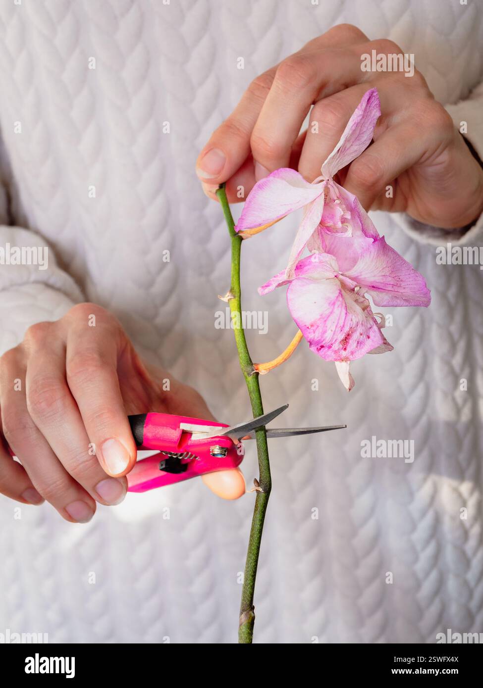 Vista verbale dei fiori di orchidea danneggiati potati con forbici. Giardinaggio domestico, allevamento di orchidee. Far asciugare il fiore viola intenso. Insetti, Foto Stock