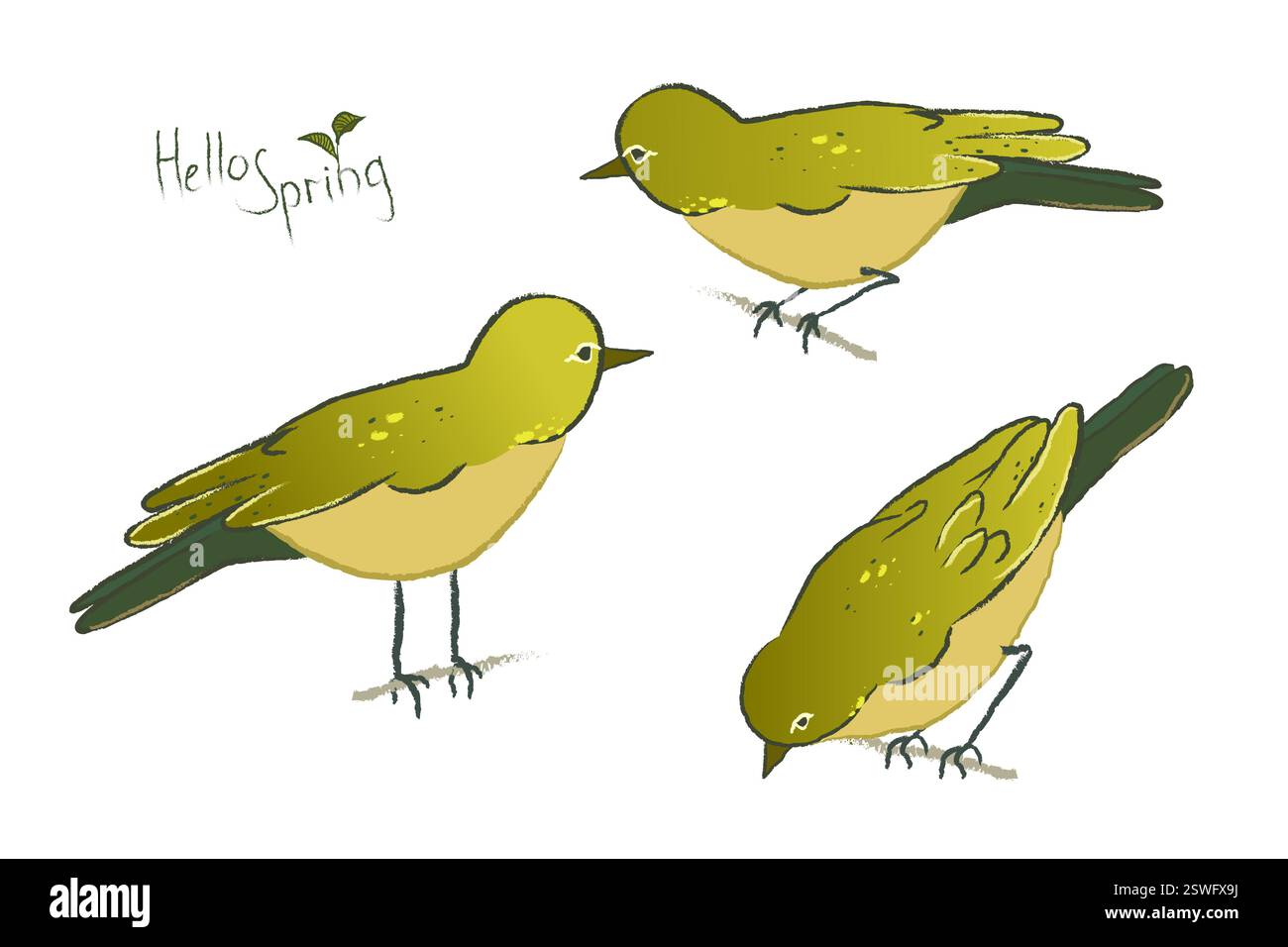 Grafica vettoriale di un Nightingale giapponese isolato su sfondo bianco. Un set di Uguisu disegnato con l'iscrizione Hello Spring. Illustrazione Vettoriale