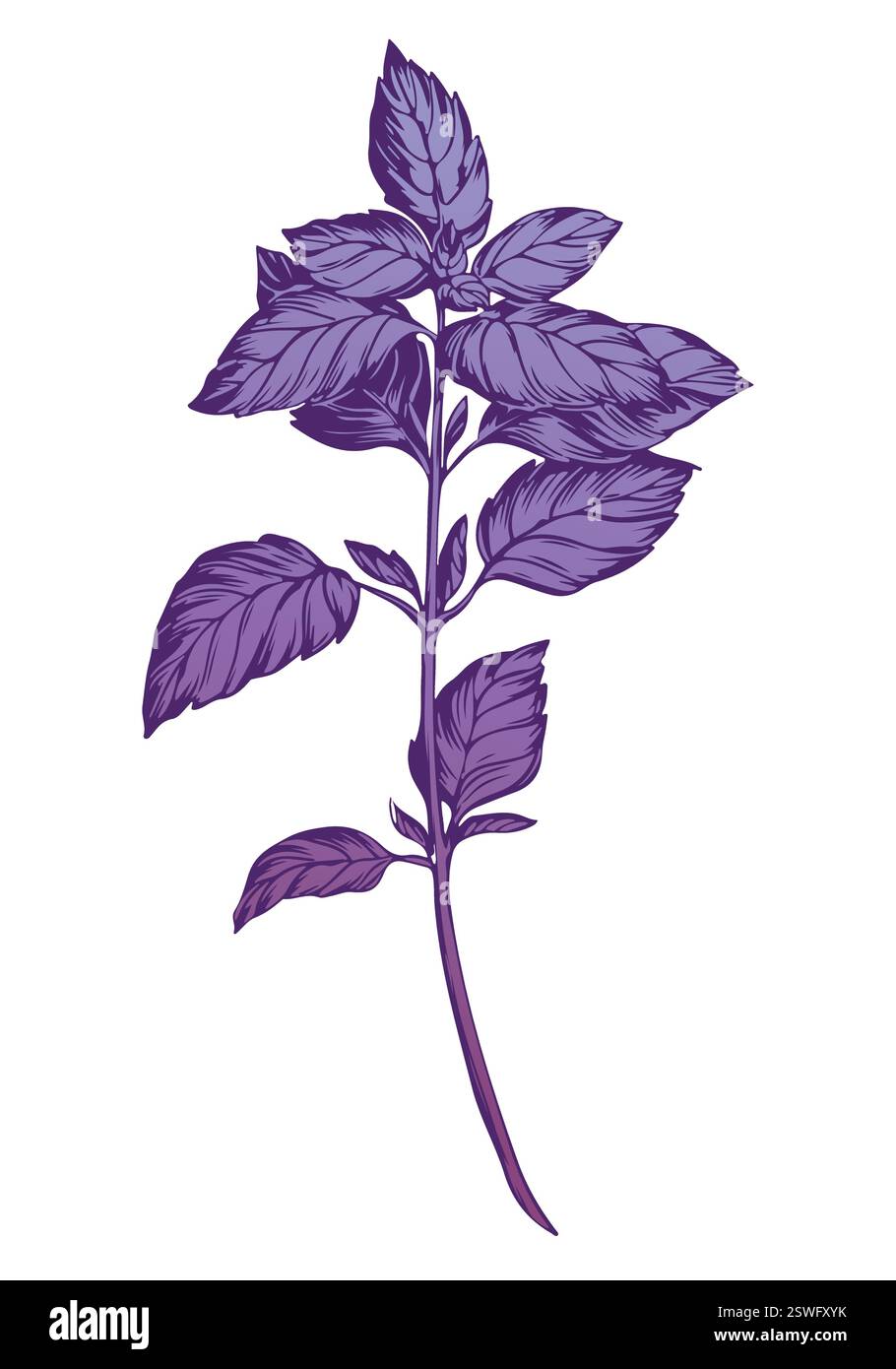 Basilico viola isolato su sfondo bianco. Tecnica di incisione a colori con illustrazione delle spezie al basilico. Per confezionamento, ricette, tessuti, carta, imballaggi alimentari, arredamento della cucina. Illustrazione Vettoriale