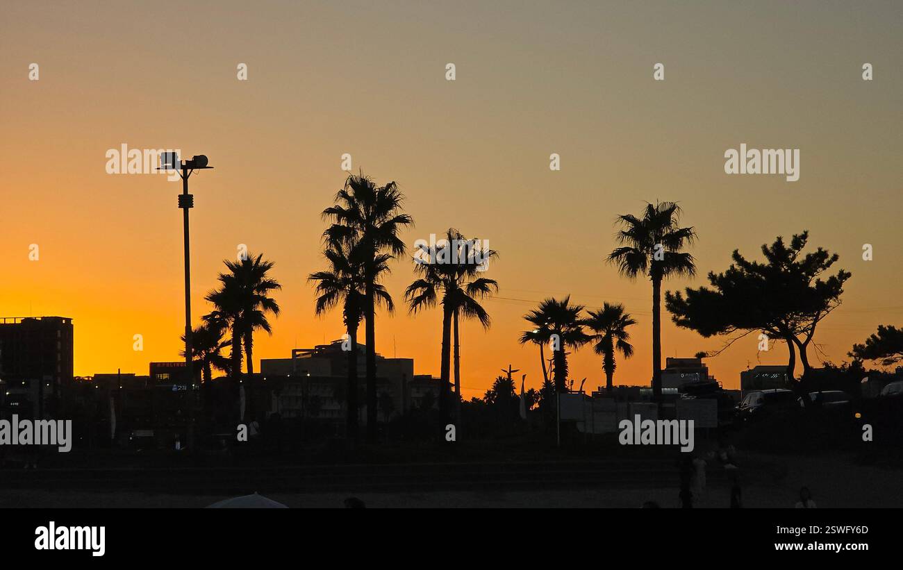 Silhouette urbana al tramonto con palme ed edifici cittadini, lampioni in primo piano - Immagine stock catturata con smartphone