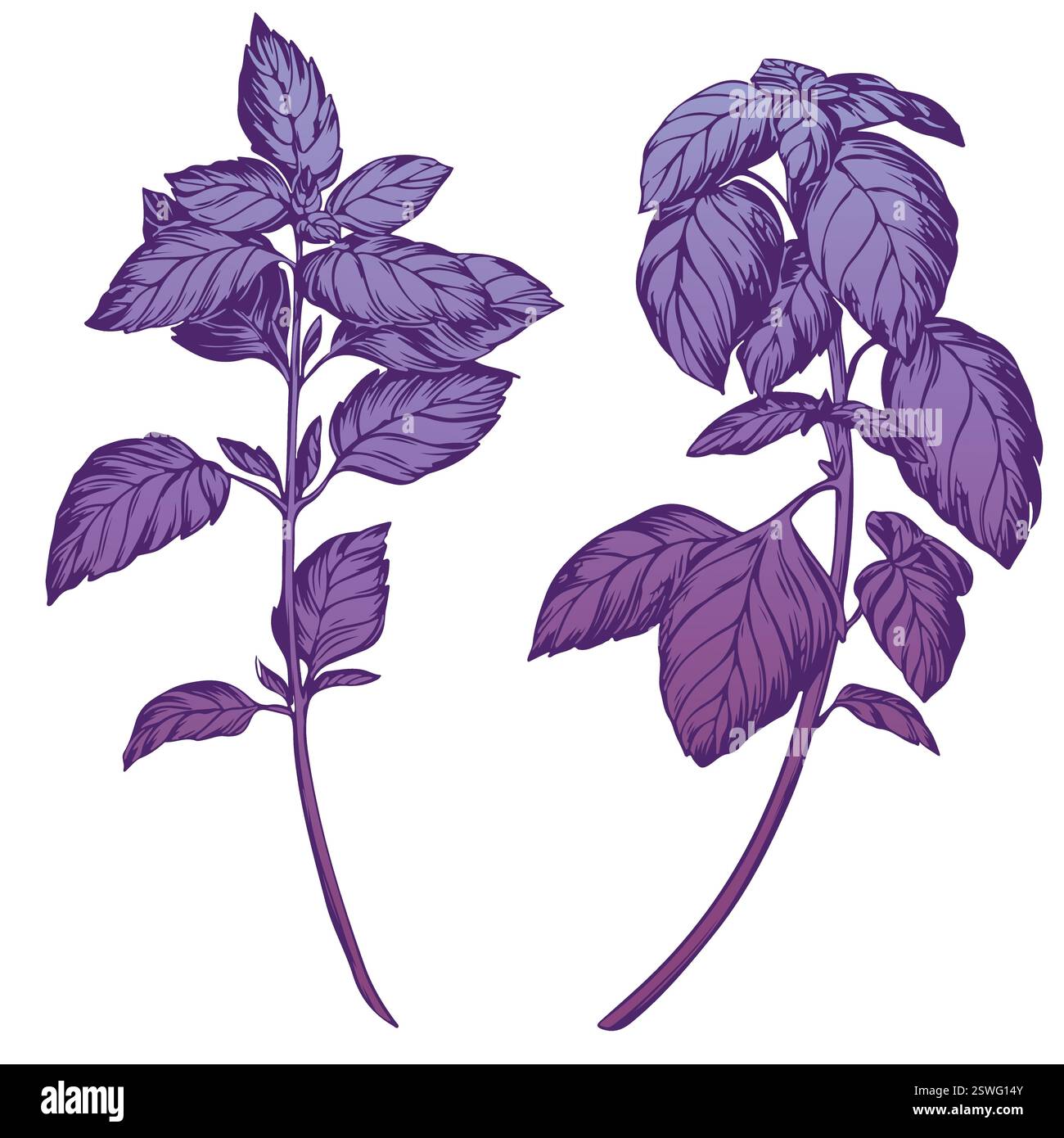 Basilico viola isolato su sfondo bianco. Tecnica di incisione a colori con illustrazione delle spezie al basilico. Per confezionamento, ricette, tessuti, carta, imballaggi alimentari, arredamento della cucina. Illustrazione Vettoriale