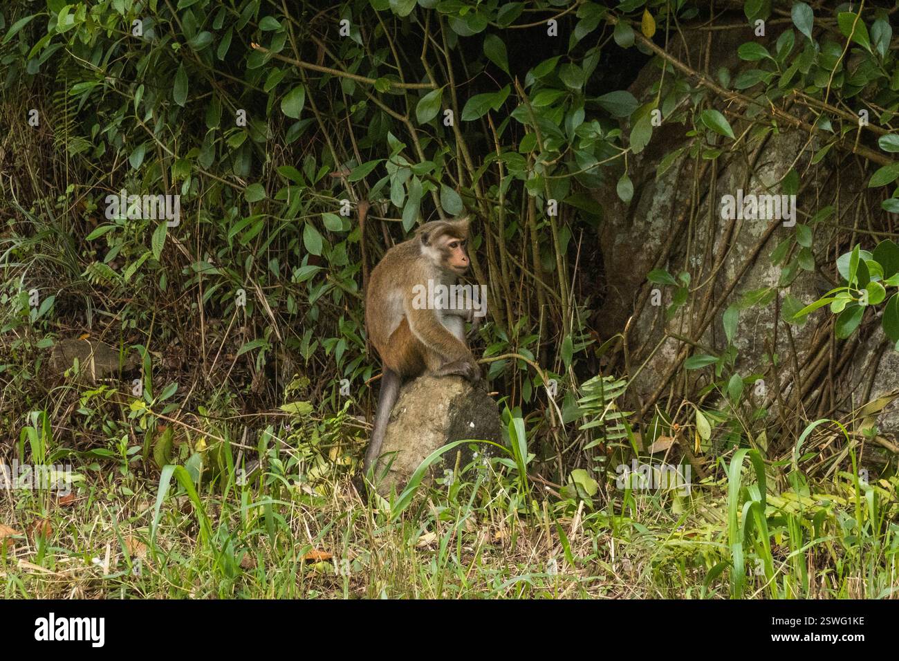 Toque macaque nella foresta sul Pekoe Trail, Kandy, Sri Lanka Foto Stock