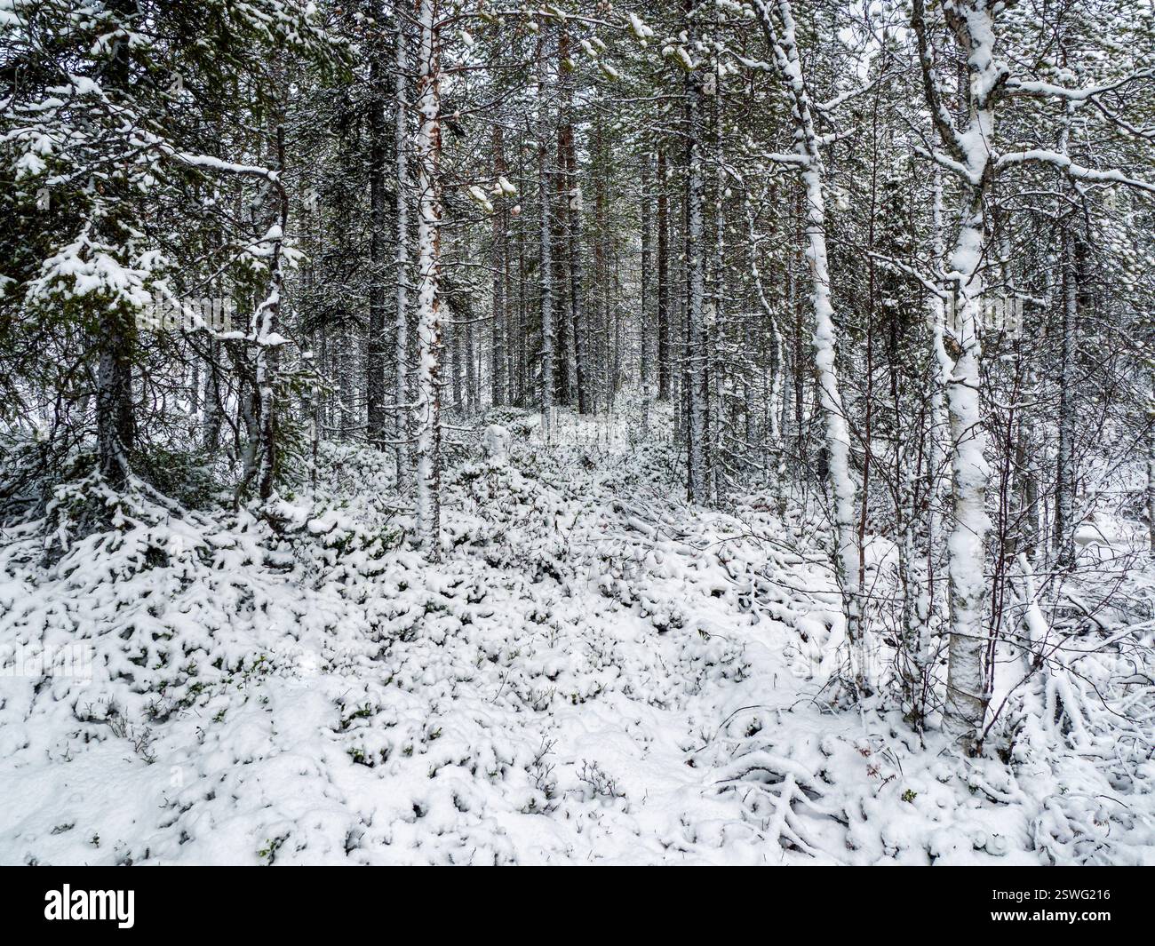 Inverno profondo foresta innevata del nord in Carelia. Foto Stock