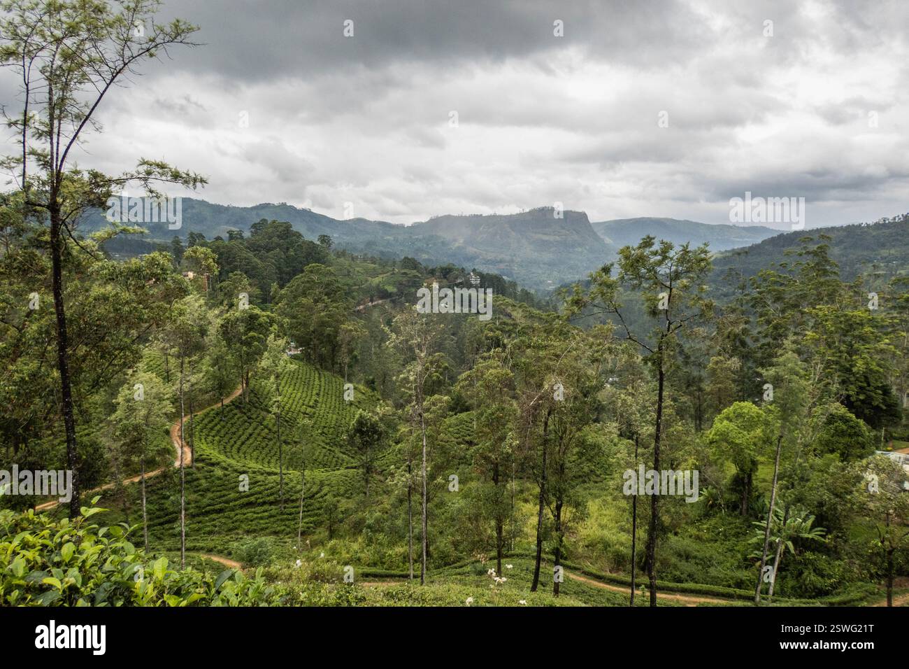 Camminate attraverso la tenuta del tè Stellenberg lungo il Pekoe Trail, Pupuressa, Sri Lanka Foto Stock