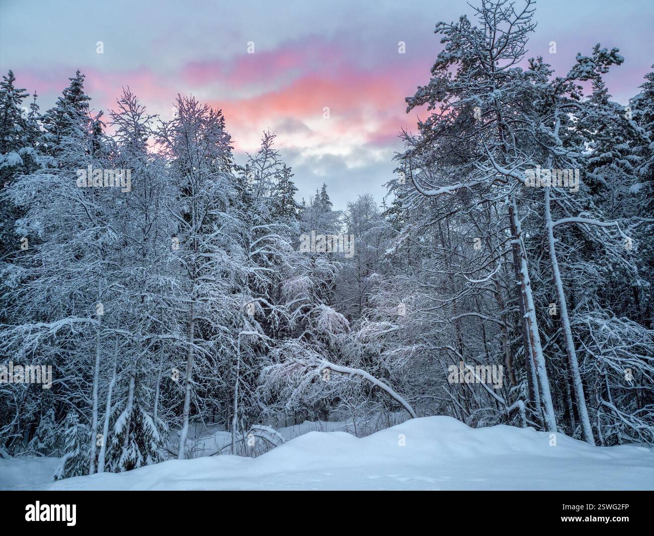 La sera, nella foresta nevosa del nord. Inverno profondo foresta innevata del nord in Carelia. Foto Stock