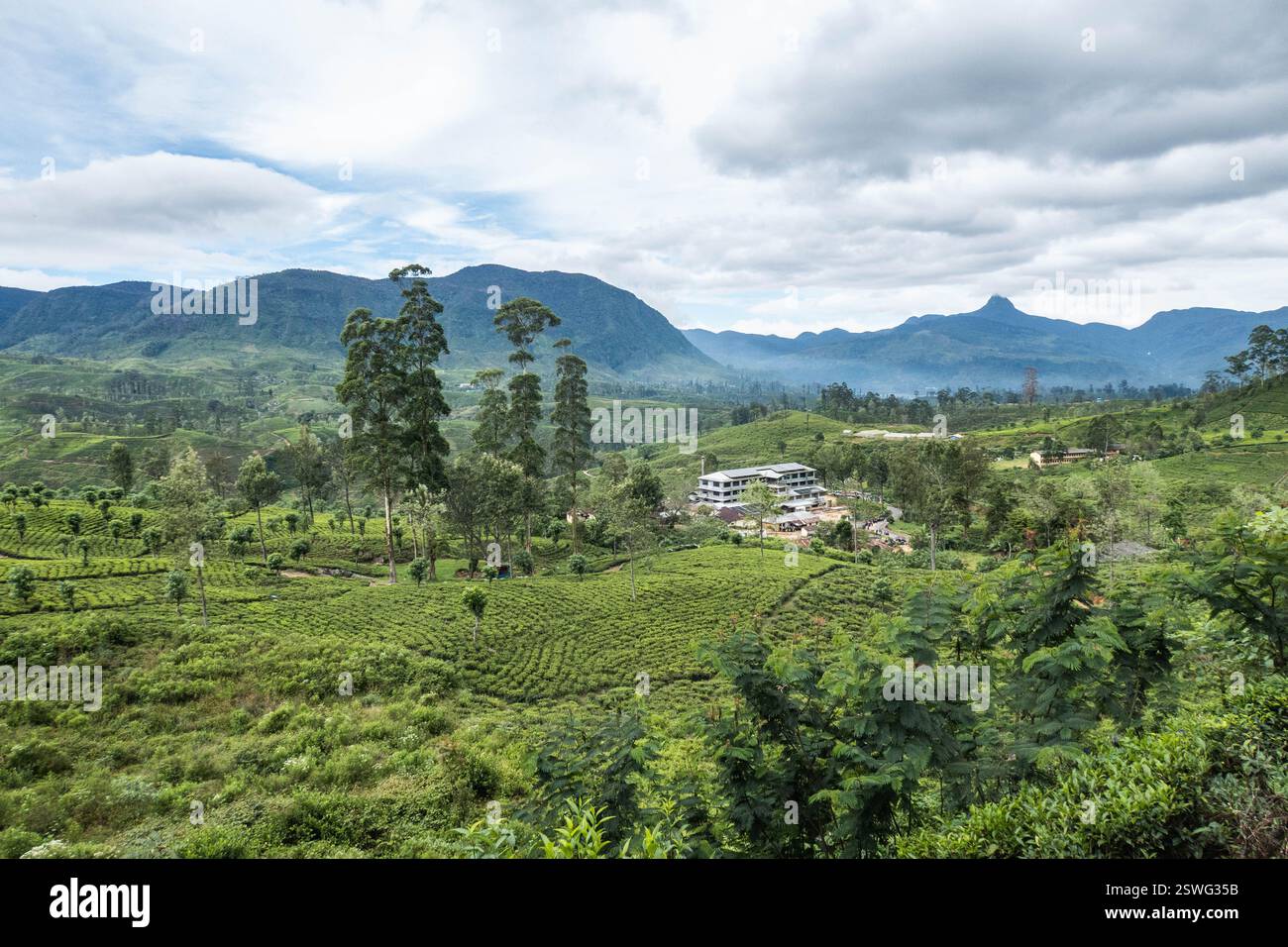 Vista del Monte Adams dal Pekoe Trail, Hatton, Sri Lanka Foto Stock