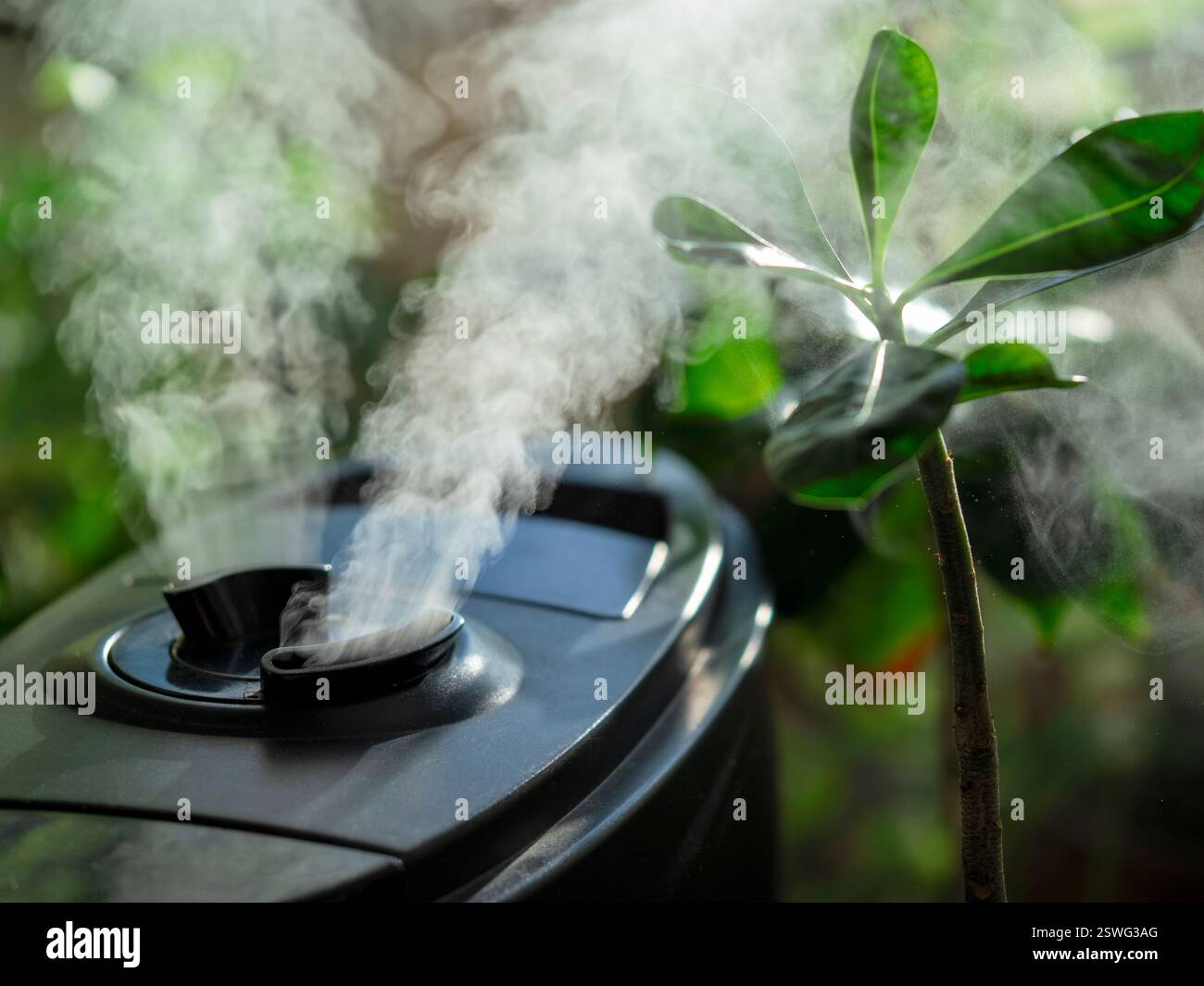 Umidificatore per fiori. Umidificatore d'aria sulla finestra di casa, direzione del vapore d'acqua verso una pianta domestica. Foto Stock