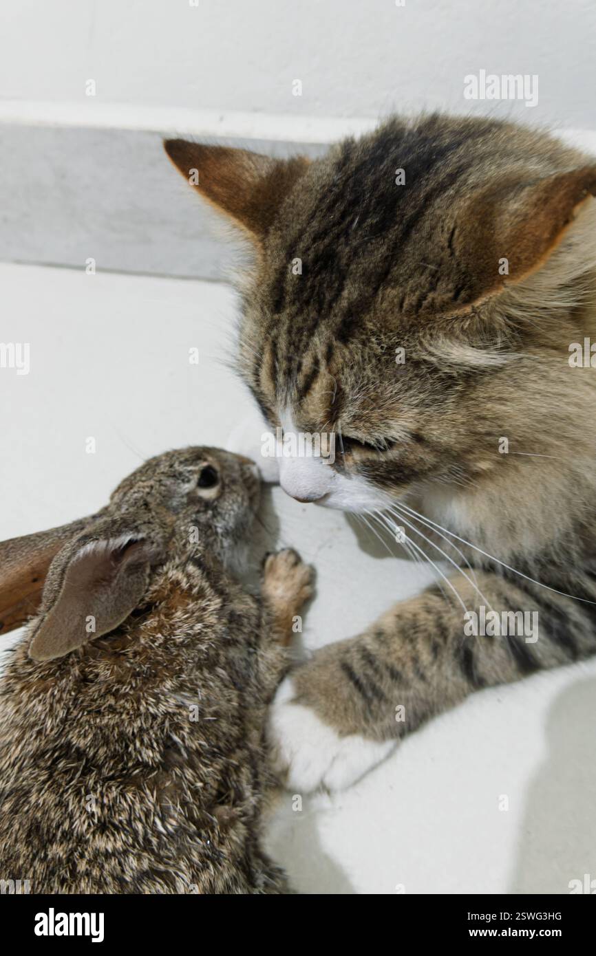 Un gatto a righe esamina attentamente un coniglio vivo che ha preso, ora al chiuso. Il coniglio appare vigile e leggermente spaventato. Interazione con la fauna selvatica, gatto curioso Foto Stock