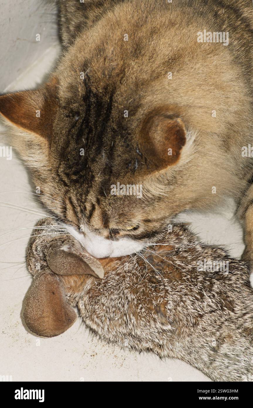 Un gatto domestico porta a casa un coniglio vivo, mostrando i suoi istinti di caccia. Cattura dell'abilità felina mentre il coniglio nervoso rimane fermo. Perfetto per Foto Stock