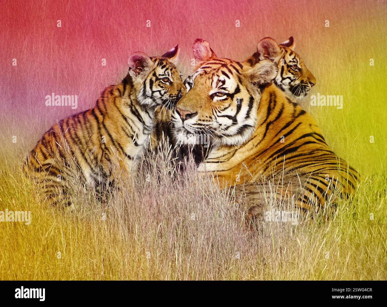 Ritratto di una tigre con i suoi cuccioli nel suo habitat. Immagine a colori ART. Tre tigri sono sedute nell'erba, una delle quali è una madre. Famiglia di tigri. Foto Stock