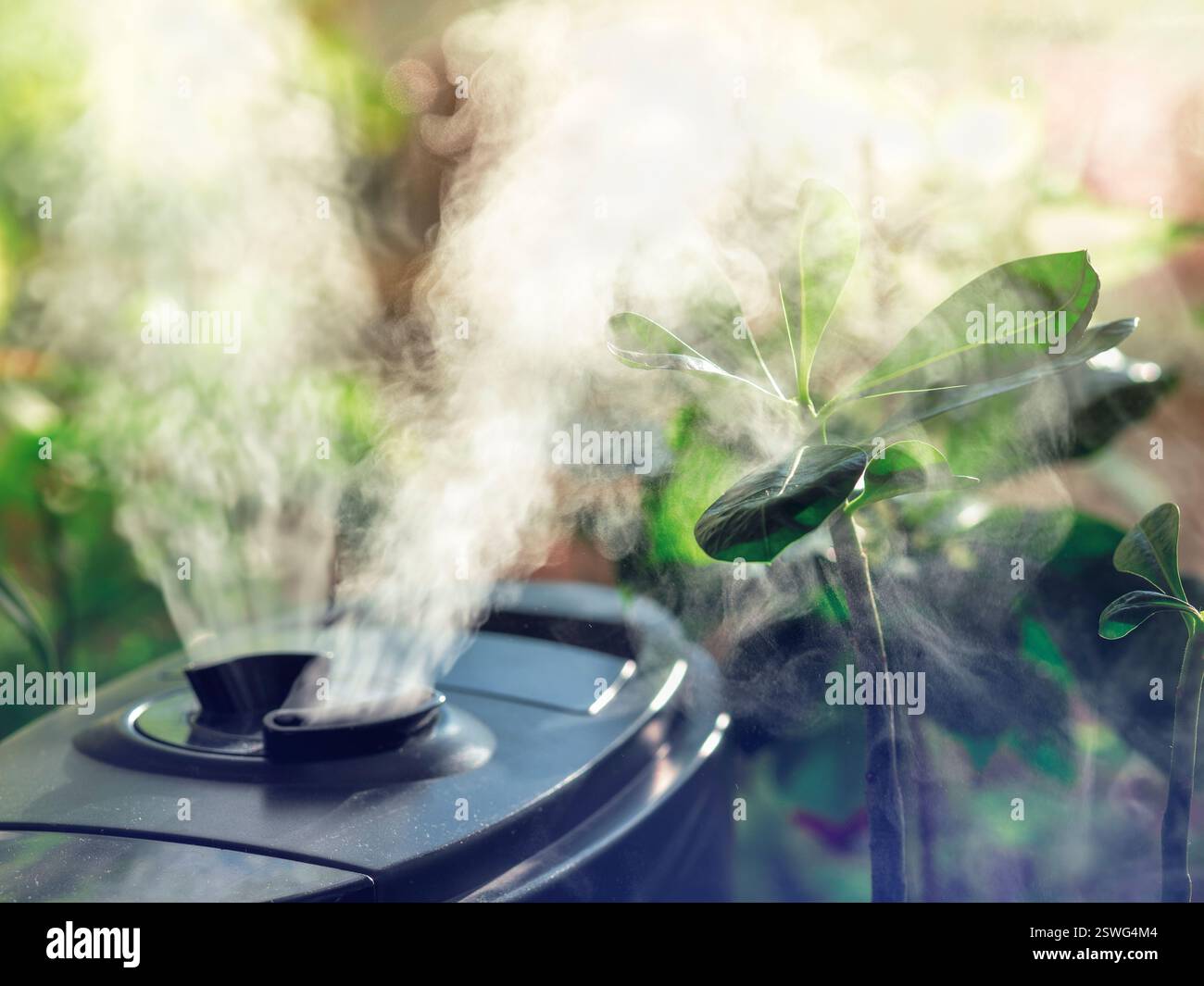 Umidificazione per la coltivazione di fiori. Il vapore proveniente dall'umidificatore d'aria nella stanza. Foto Stock