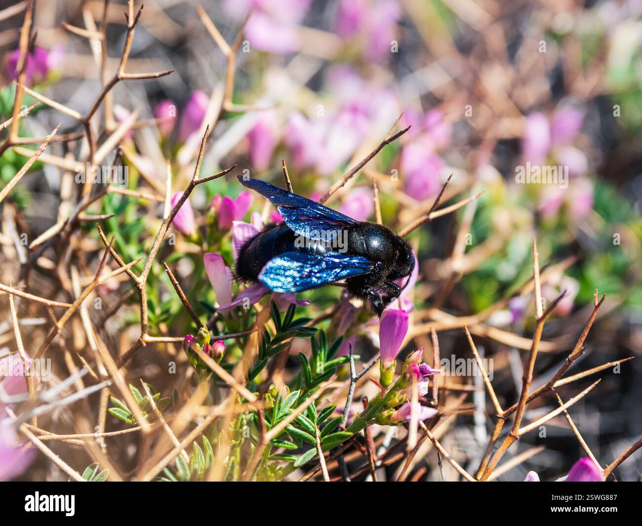 Sfondo luminoso con fiore primaverile con un'ape. Grande falegname bumblebee (Xylocopa) che raccoglie polline e nettare dal bellissimo pur Foto Stock