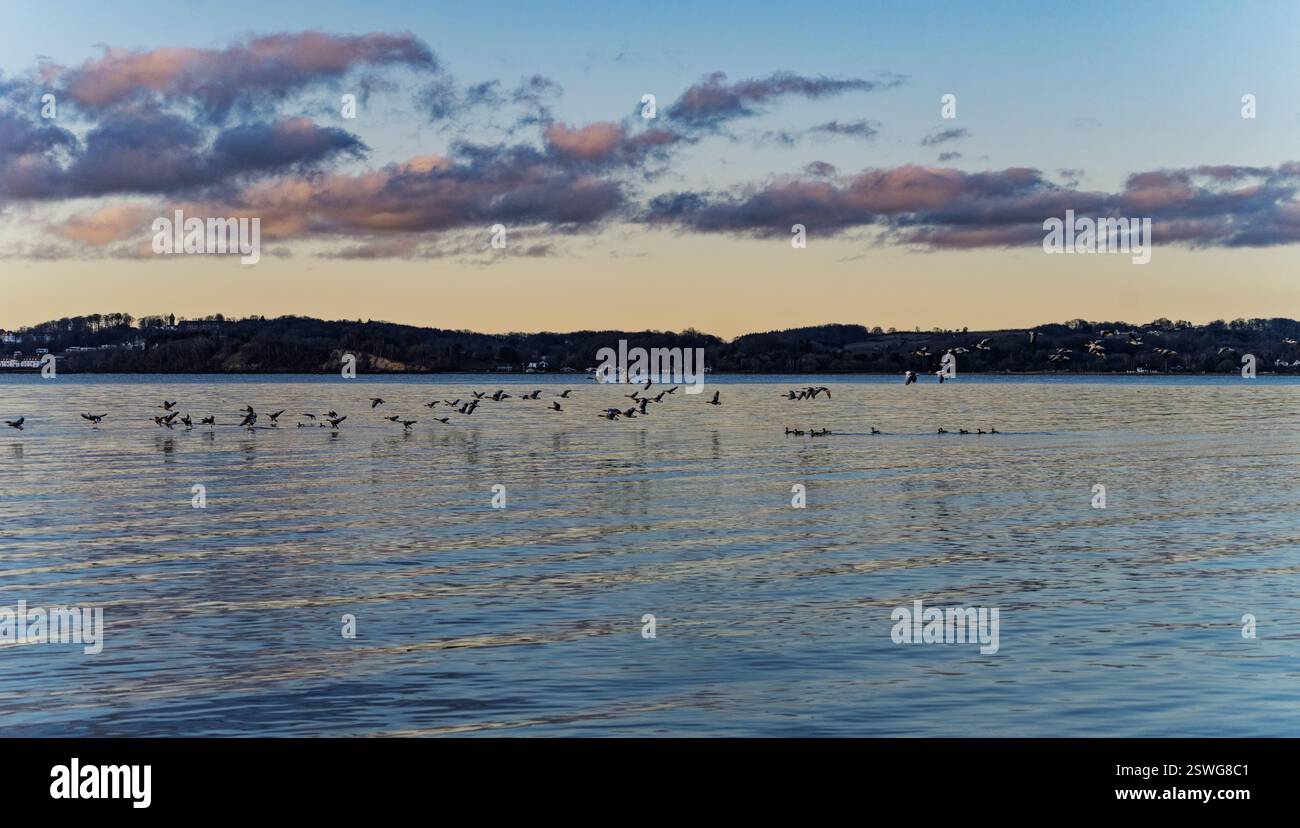 Tranquillo fiordo al crepuscolo con uccelli volanti e litorale panoramico sullo sfondo Foto Stock