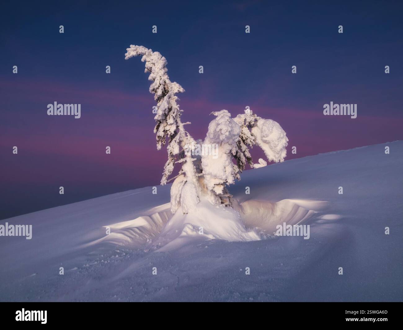 Magica e bizzarra silhouette di abete sono intonacate di neve sullo sfondo viola dell'alba. Natura aspra dell'Artico. Fata mistica Foto Stock