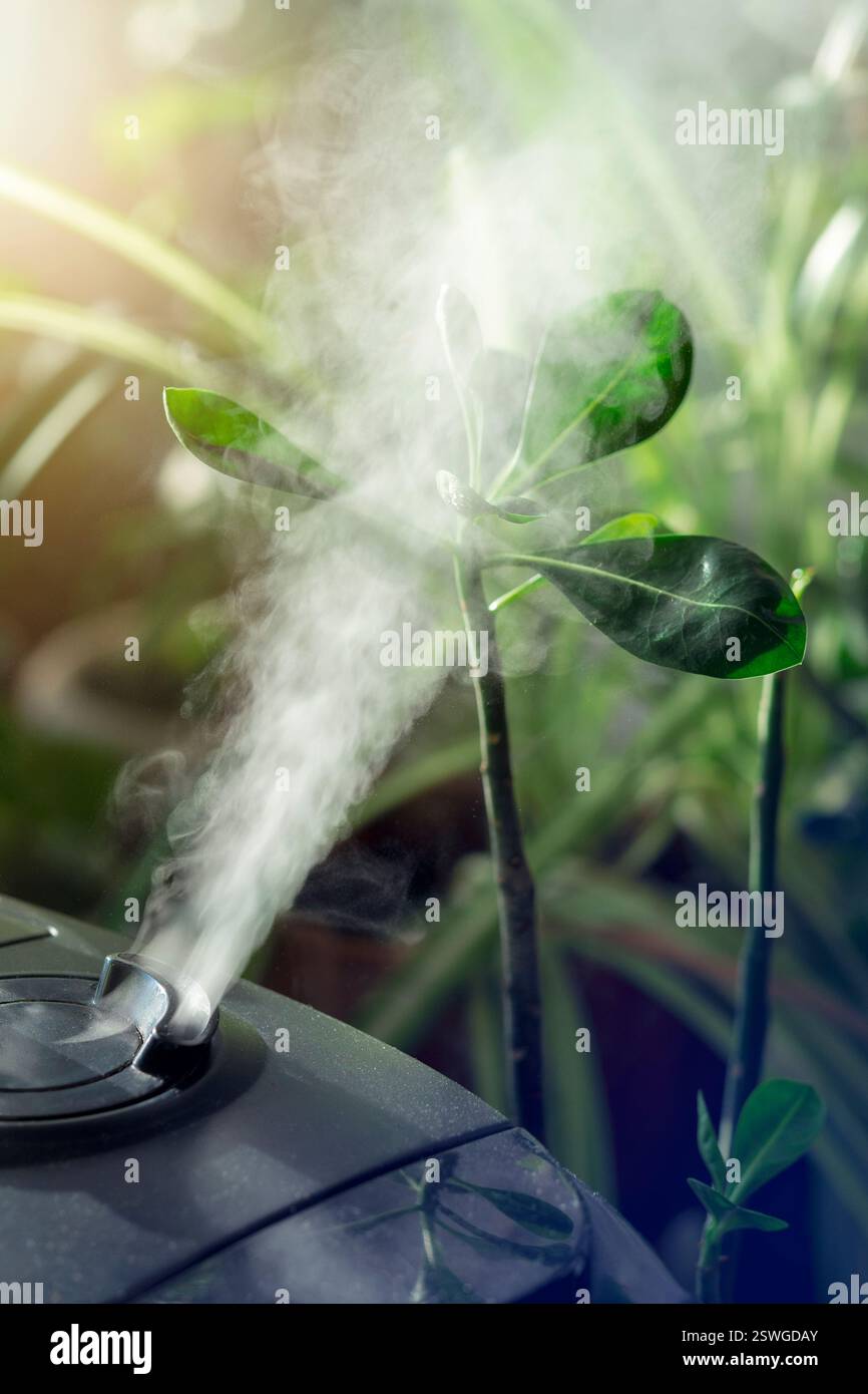 Umidificatore per fiori. Umidificatore d'aria sulla finestra di casa, direzione del vapore d'acqua verso una pianta domestica. Giardinaggio domestico, umidità dentro Foto Stock