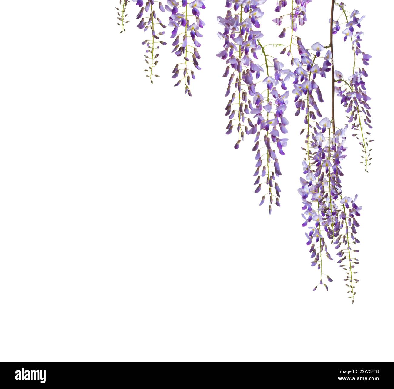 Rami di fiori di Wisteria isolati su sfondo bianco. Foto Stock