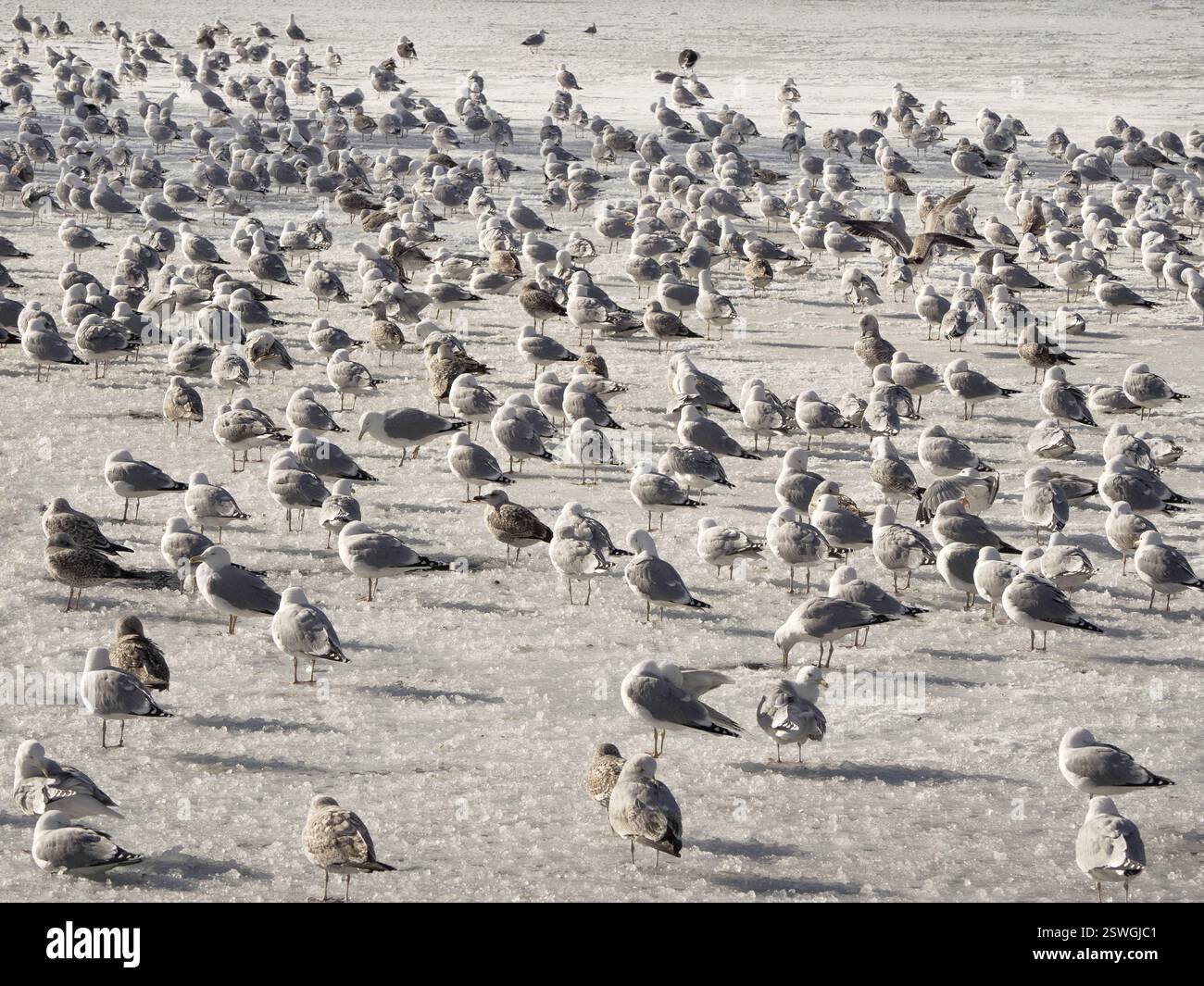Uccelli in primavera. La popolazione di cormorani nell'acqua blu in inverno. Foto Stock