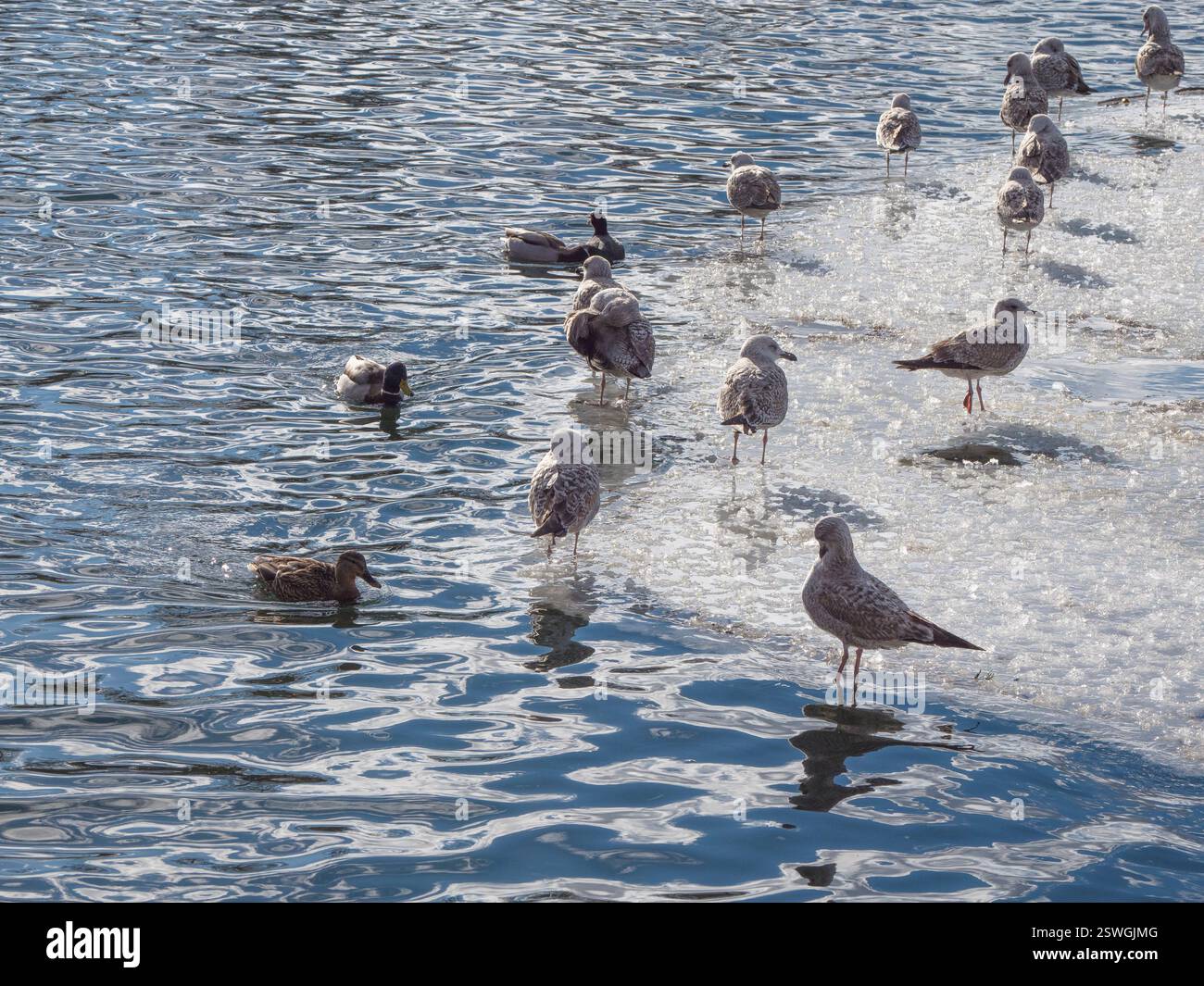 Uccelli in primavera. La popolazione di cormorani nell'acqua blu in inverno. Foto Stock