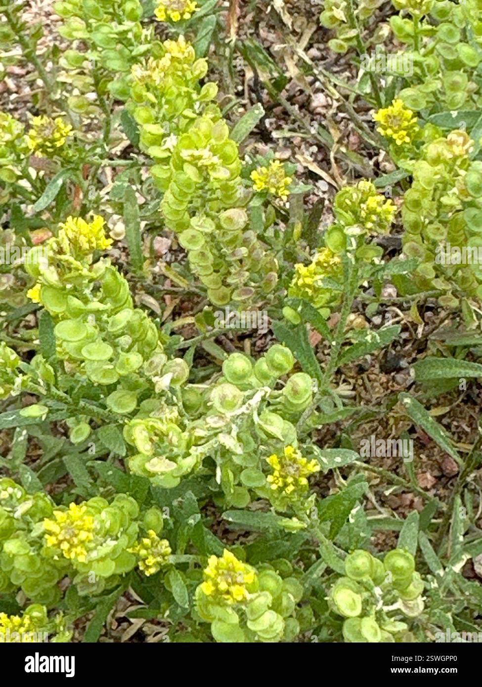 Desert Madwort (Alyssum desertorum), Plantae, Terry Bison Ranch Resort, Cheyenne, Wyoming, Stati Uniti Foto Stock