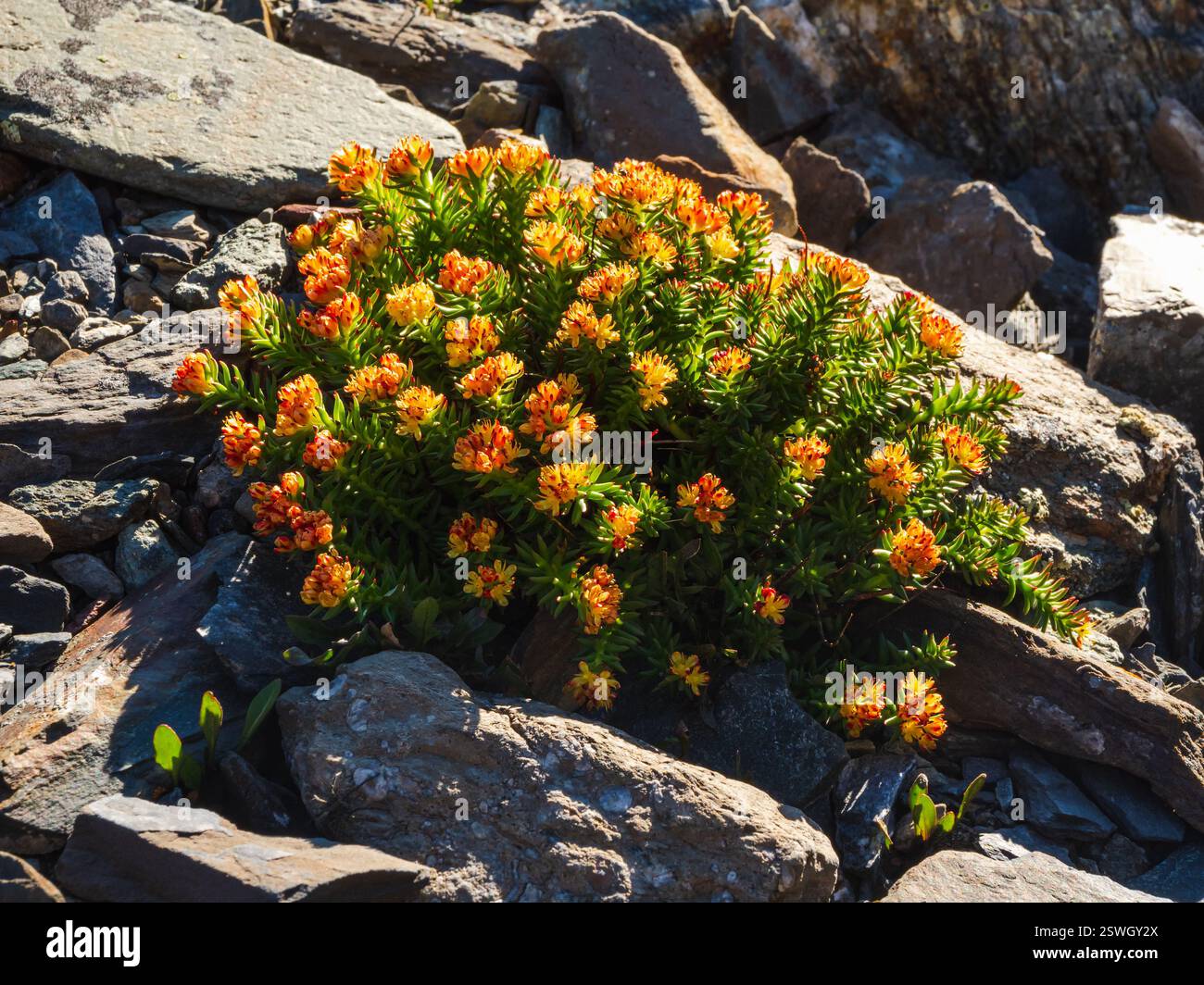 Bellissimo sfondo naturale floreale con fiori rossi Rhodiola rosea (rosa di snowdon) da vicino su uno sfondo di rocce in bocca Foto Stock
