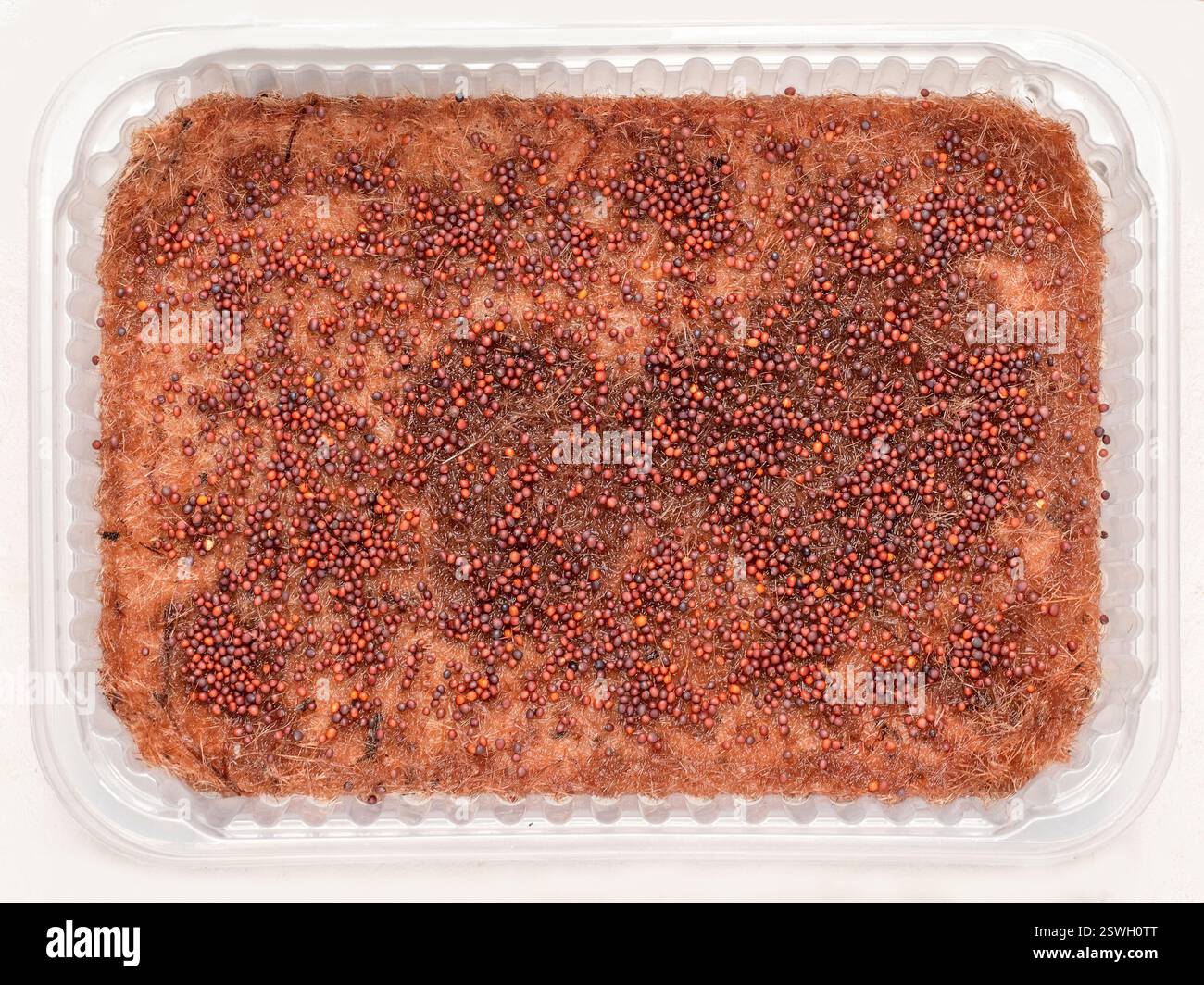 Semi di broccoli. Tappetino di iuta per germinazione dei semi. Foto Stock