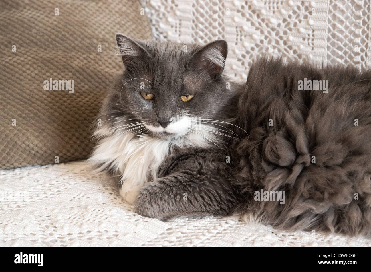 Bellissimo gatto soffice disteso su un divano nel soggiorno Foto Stock