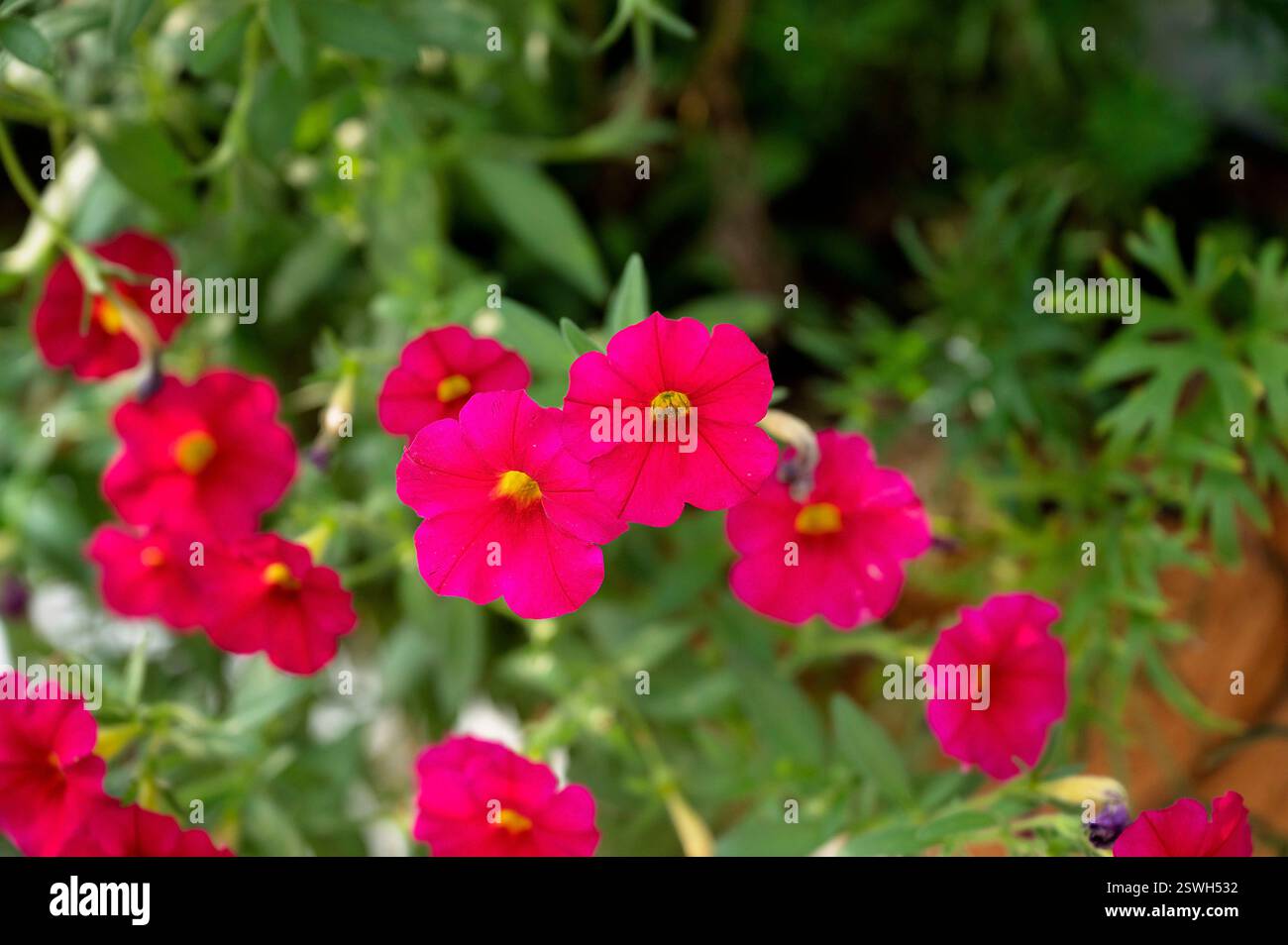 Primo piano di petunie rosa in piena fioritura con sfondo verde Foto Stock