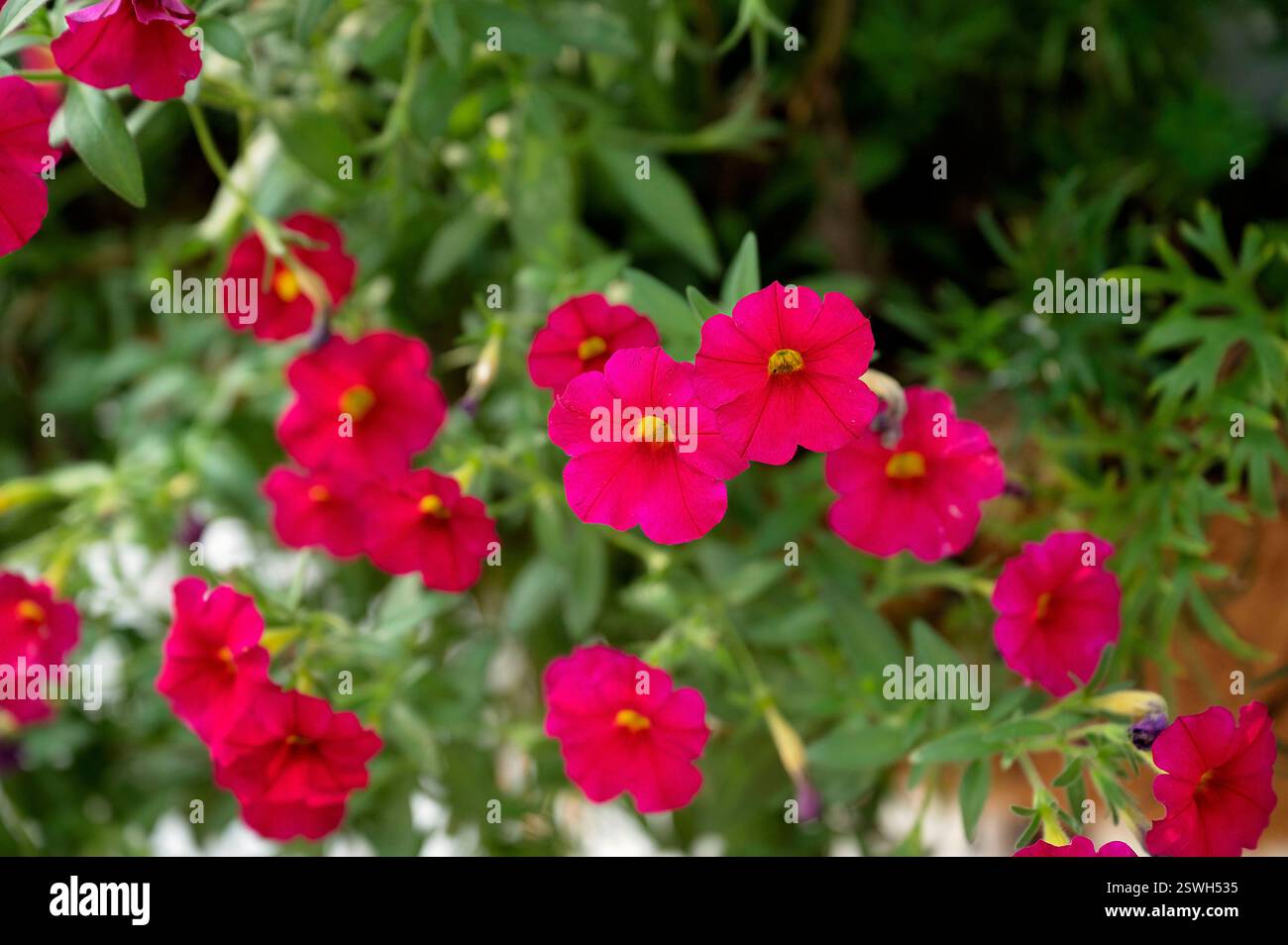 Primo piano di petunie rosa in piena fioritura con sfondo verde Foto Stock