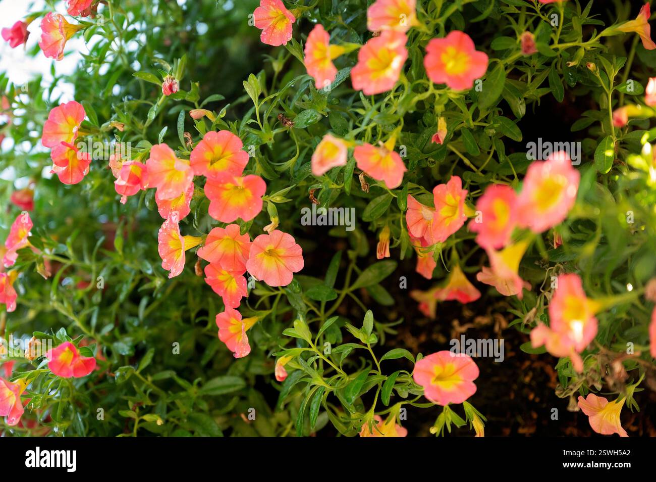 Vibranti fiori di Calibrachoa rosa e giallo in una luce naturale soffusa Foto Stock