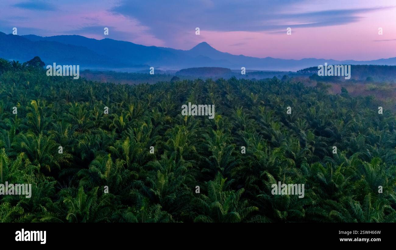 Alba mozzafiato sulle lussureggianti piantagioni di palme a Ranong in Thailandia Foto Stock