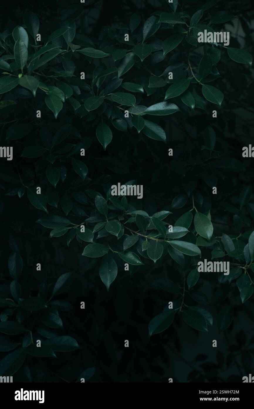 Primo piano sfondo verde scuro delle foglie Foto Stock